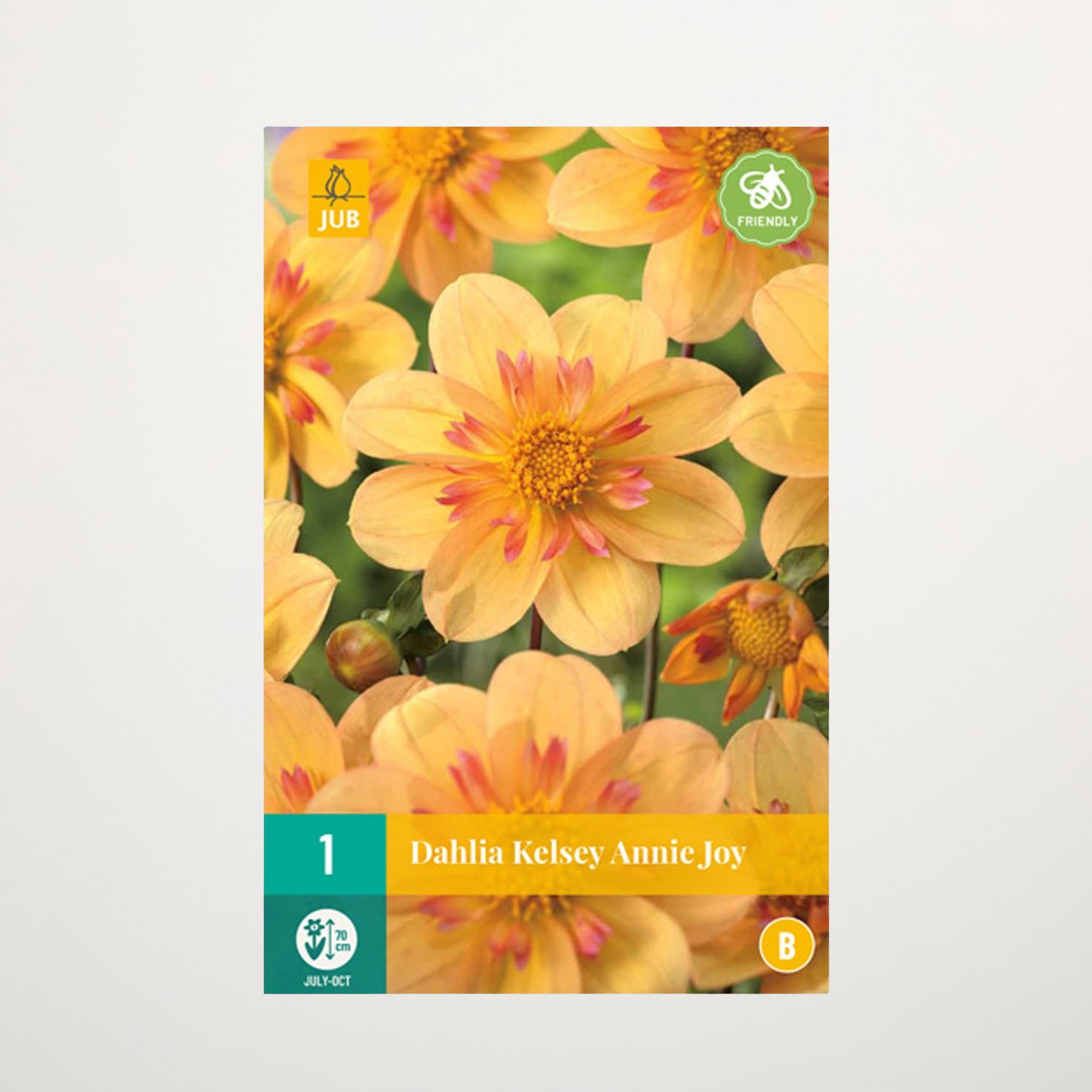 Das Bild zeigt eine Nahaufnahme mehrerer leuchtend gelber und orangefarbener Dahlienblüten mit grünem Laub im Hintergrund.