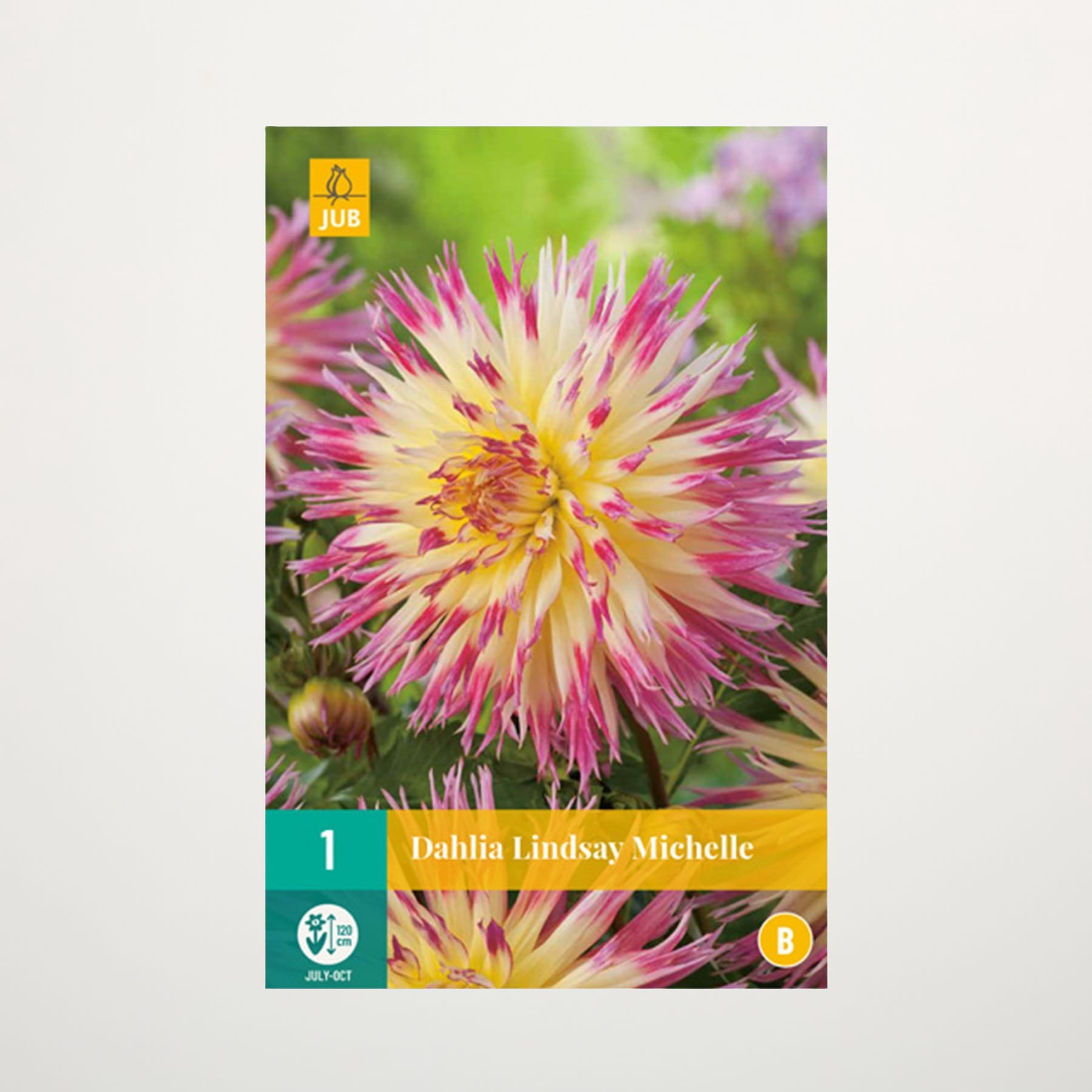 Eine leuchtend bunte Dahlienblüte im Vordergrund, umgeben von verschwommenem Grün im Hintergrund.