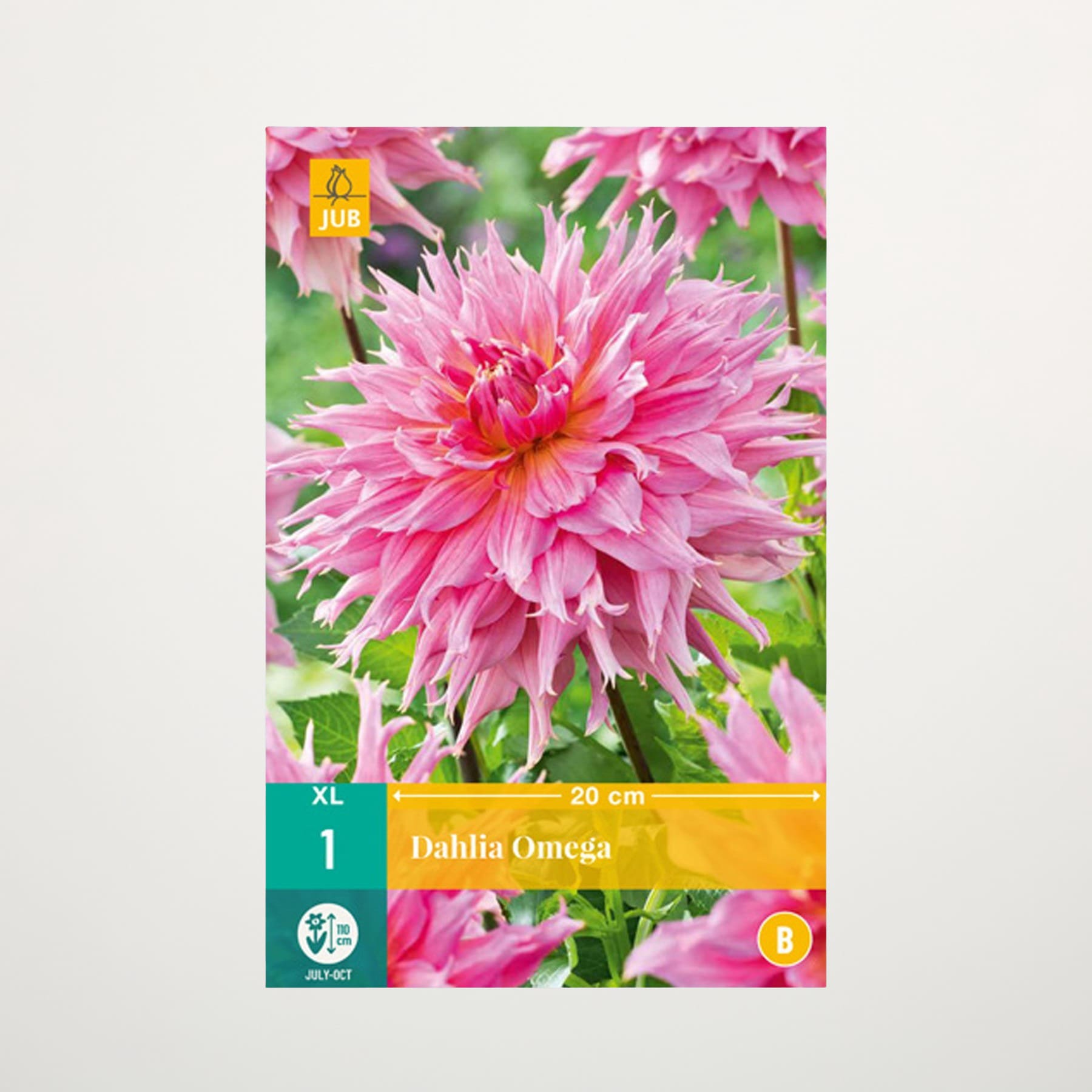 Eine leuchtend rosa Dahlienblüte mit üppigen, geschichteten Blütenblättern hebt sich deutlich von einem unscharfen, grünen Hintergrund ab.