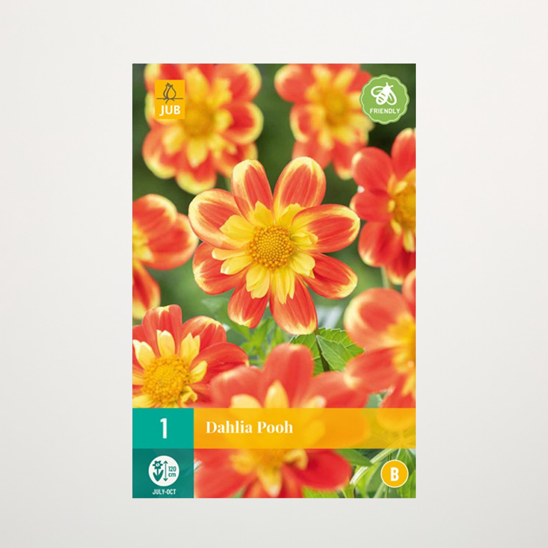 Leuchtend rote und gelbe Dahlienblüten blühen vor einem üppigen grünen Hintergrund und schaffen eine optisch beeindruckende und farbenfrohe Szene.