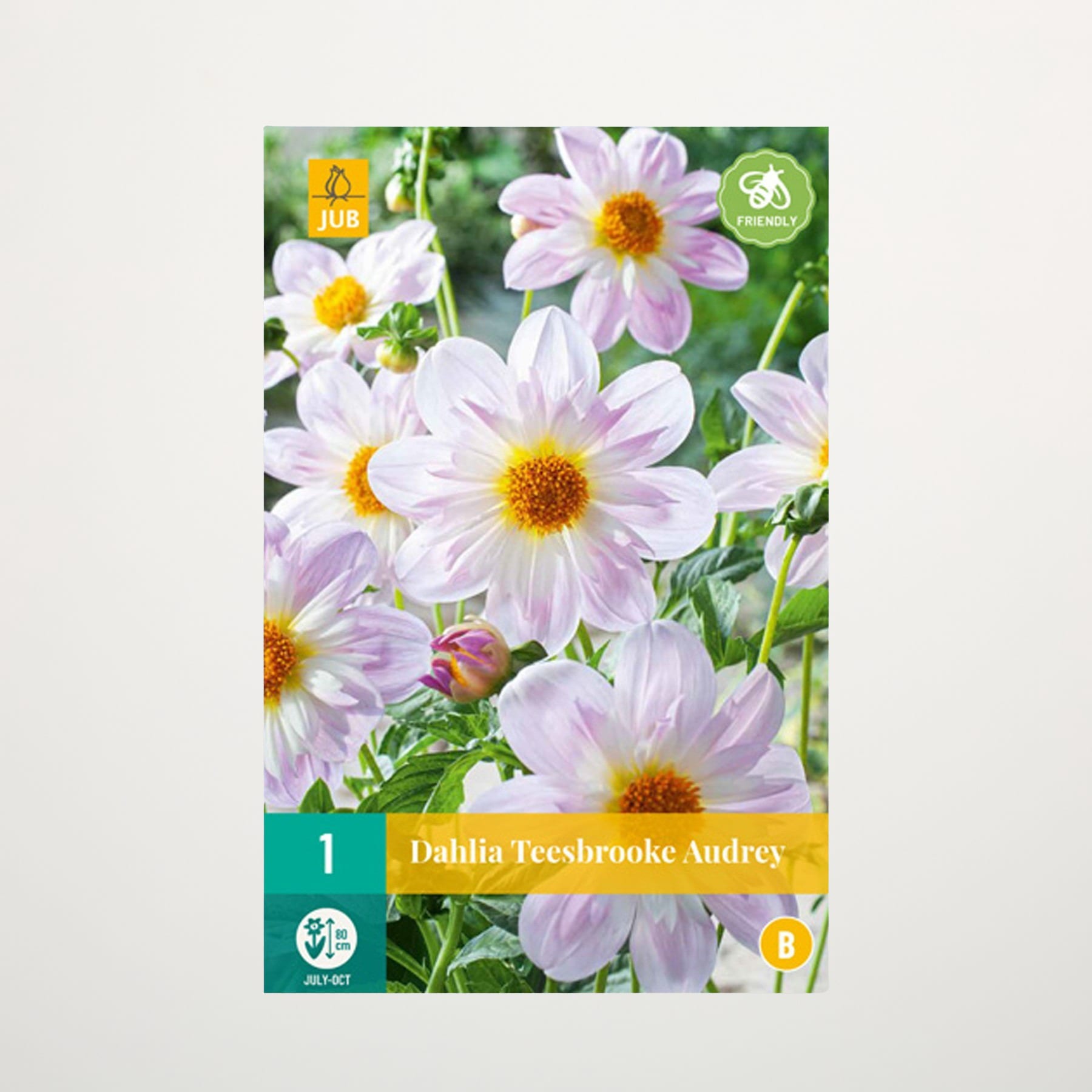 Das Bild zeigt eine Nahaufnahme mehrerer leuchtend blassrosa Dahlienblüten mit gelber Mitte, umgeben von üppigem grünem Laub vor einem unscharfen natürlichen Hintergrund.
