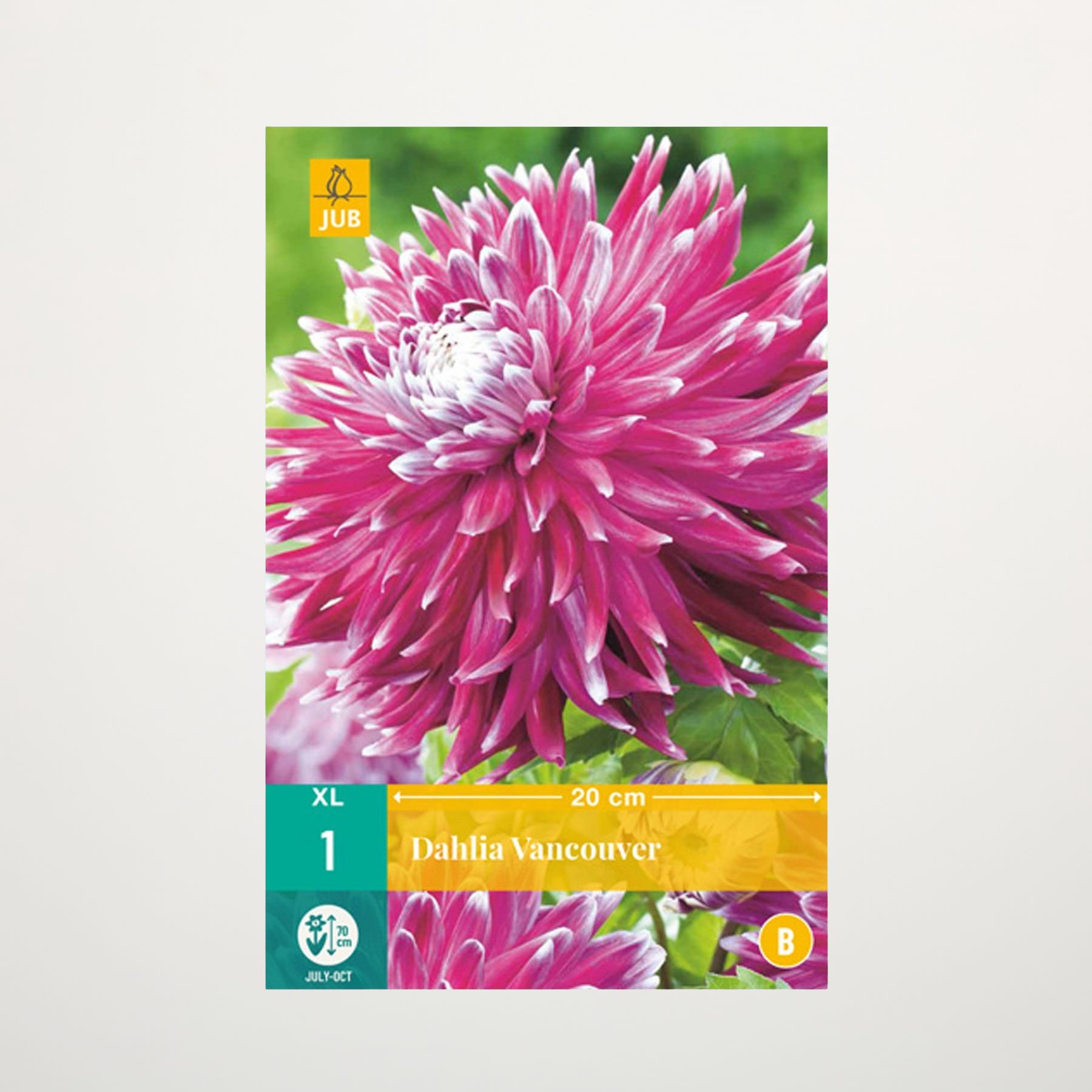 Eine leuchtend rosa Dahlienblüte mit zarten Blütenblättern sticht vor einem verschwommenen grünen Hintergrund hervor.