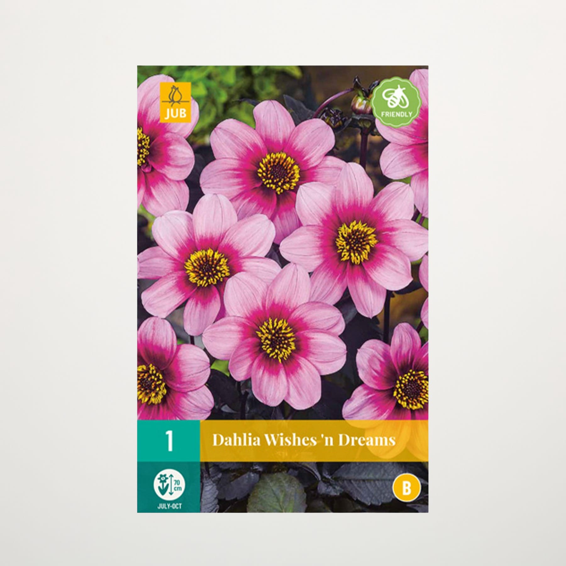 Das Bild zeigt mehrere leuchtend rosa Dahlienblüten mit gelber Mitte vor einem unscharfen grünen Hintergrund.