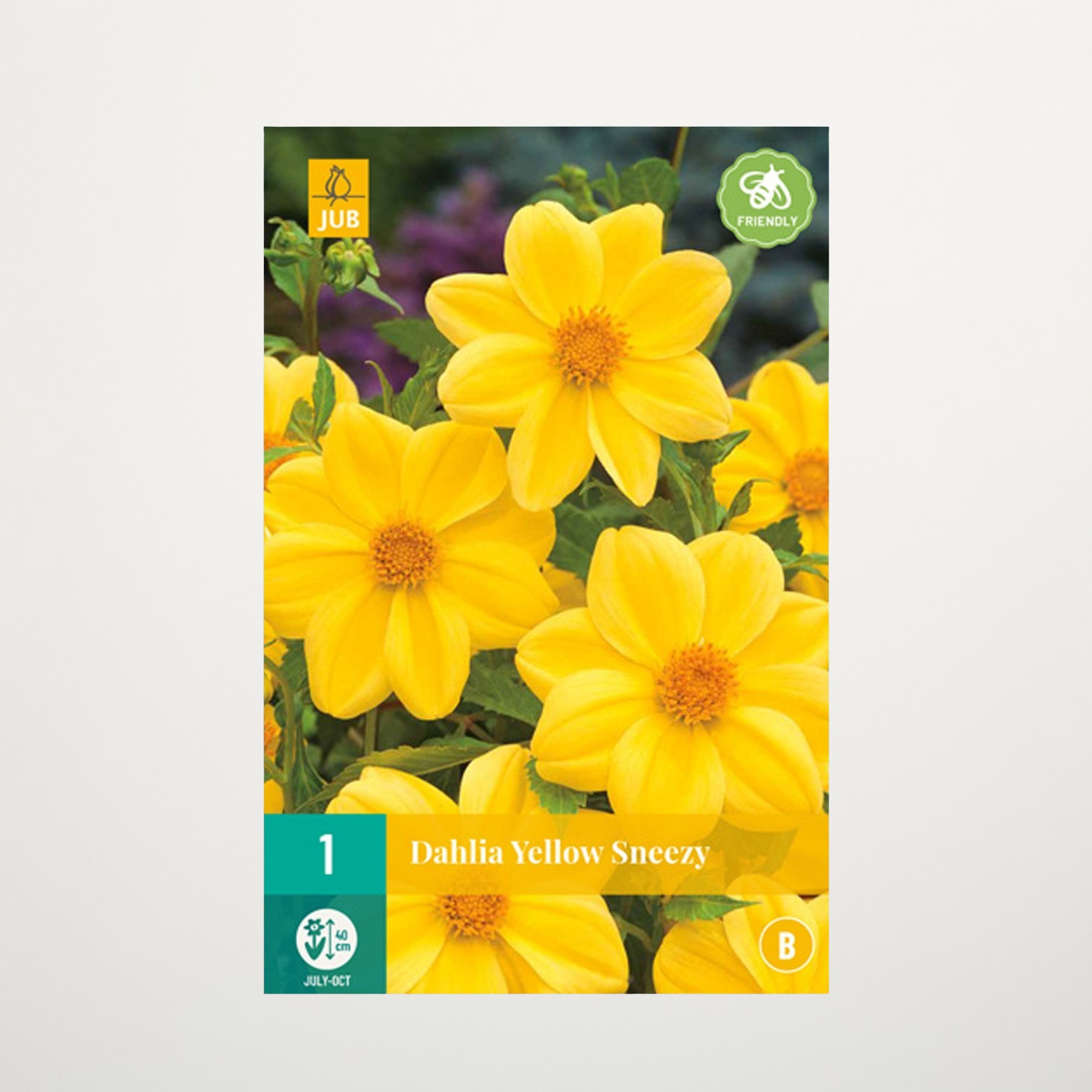 Leuchtend gelbe Dahlienblüten mit grünem Laub im Hintergrund.