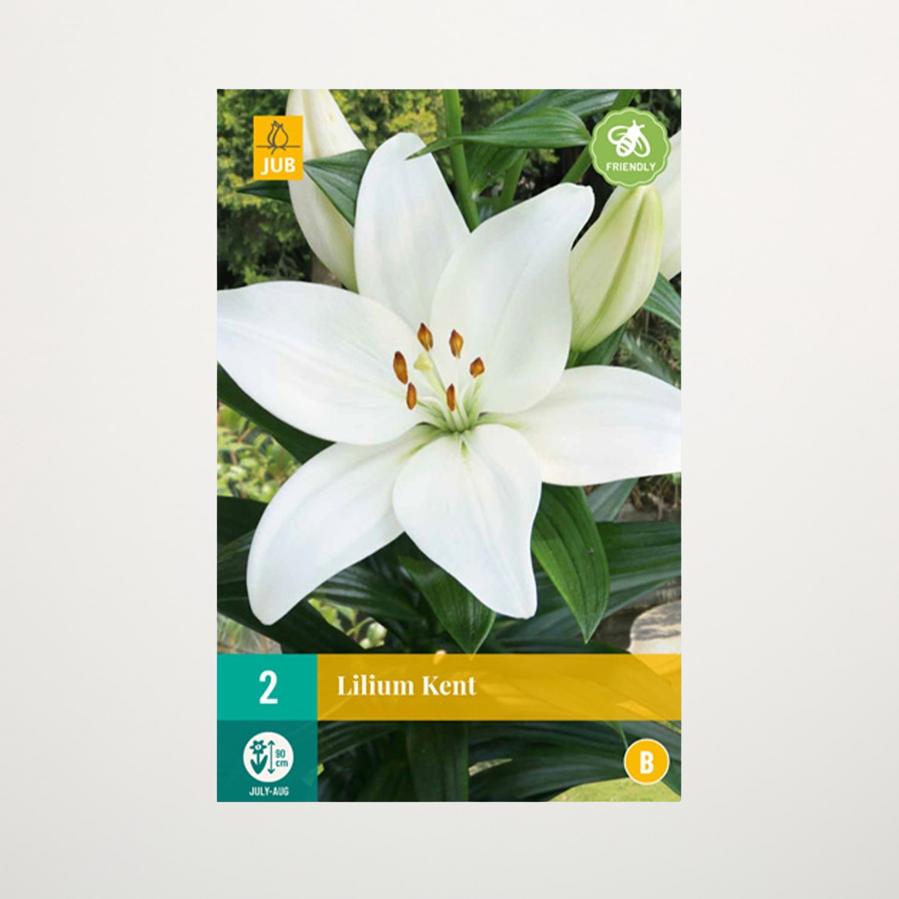 Eine große, weiße Lilienblüte mit gelben Staubgefäßen in der Mitte sticht vor einem Hintergrund aus üppigem, grünem Laub hervor.