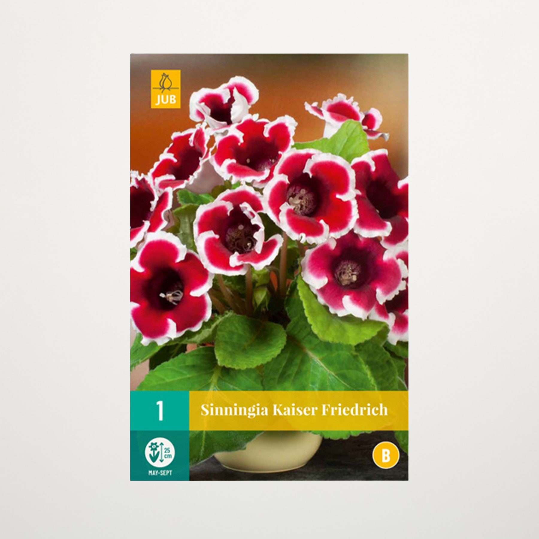 Das Bild zeigt einen leuchtenden Strauß rot-weiß gestreifter Blüten mit üppigen grünen Blättern im Hintergrund. Die Blüten scheinen eine Primelart zu sein, ein Etikett weist auf den Sortennamen „Sinningia Kaiser Friedrich“ hin.