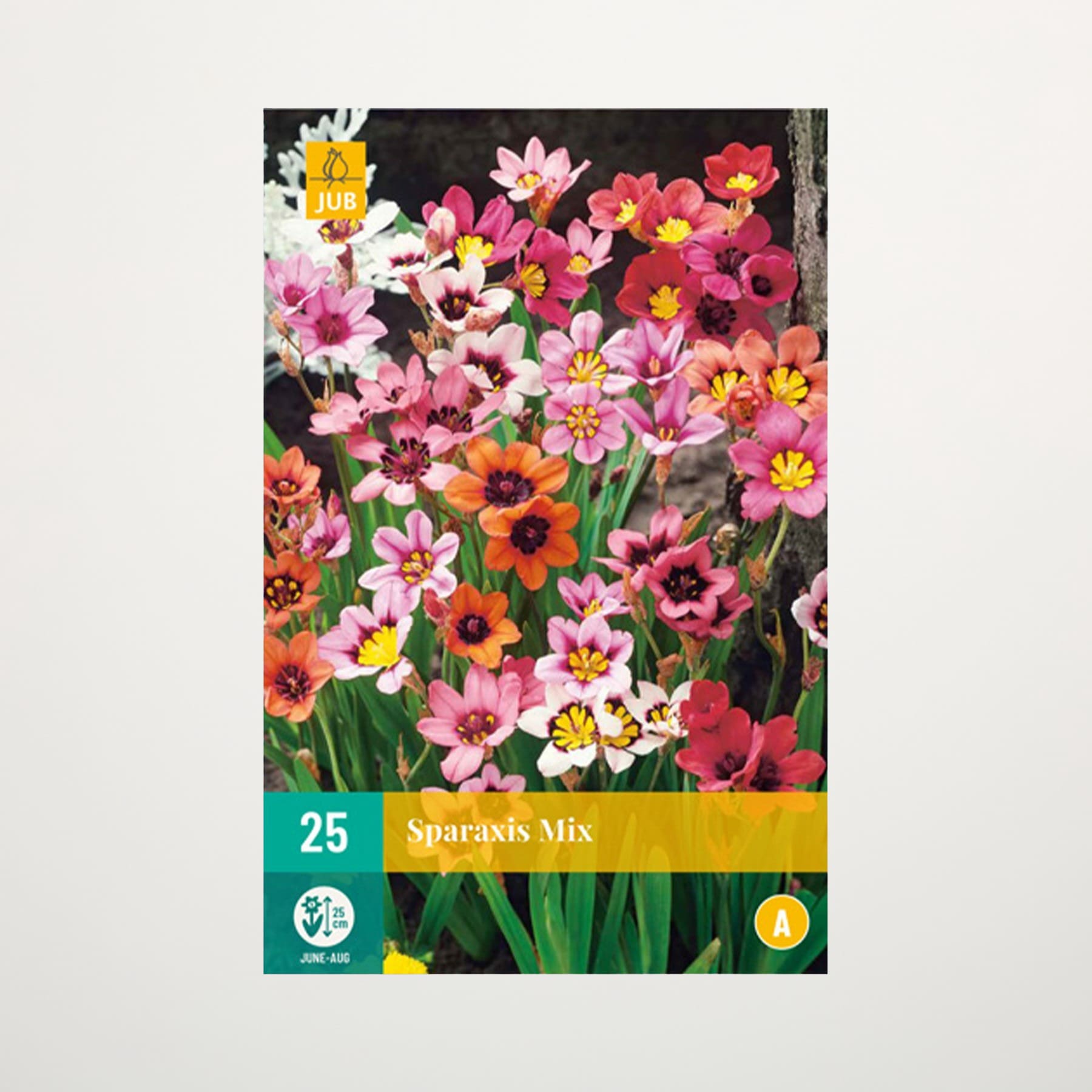 Eine lebendige Palette farbenfroher Frühlingsblumen, darunter rosa, gelbe und rote Blüten, füllt den Rahmen vor einem dunklen Hintergrund.