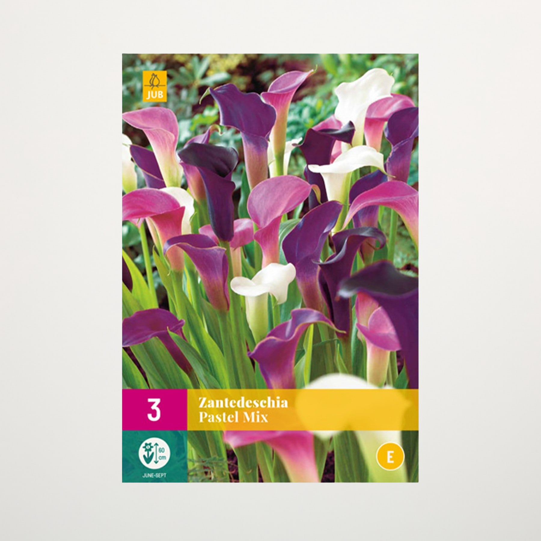 Eine leuchtende Darstellung violetter Calla-Lilien im Vordergrund vor einem üppigen, grünen Hintergrund.