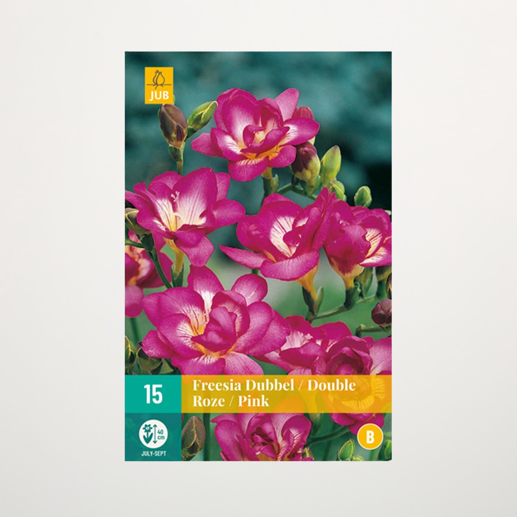 Leuchtend rosafarbene, gefüllte Freesienblüten blühen vor einem verschwommenen grünen Hintergrund und zeigen ihre zarten Blütenblätter und ihre leuchtende Farbe.