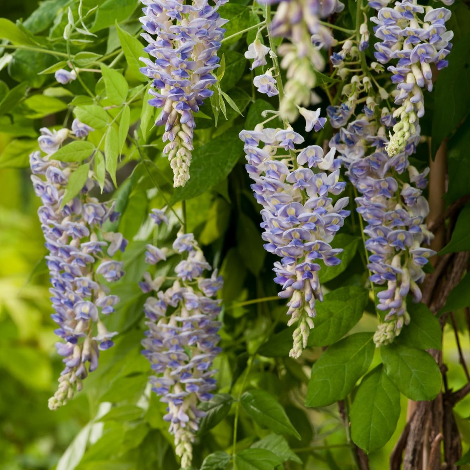 Leuchtend violette Glyzinienblüten fallen aus üppigem grünem Laub herab und bilden ein bezauberndes Naturschauspiel.