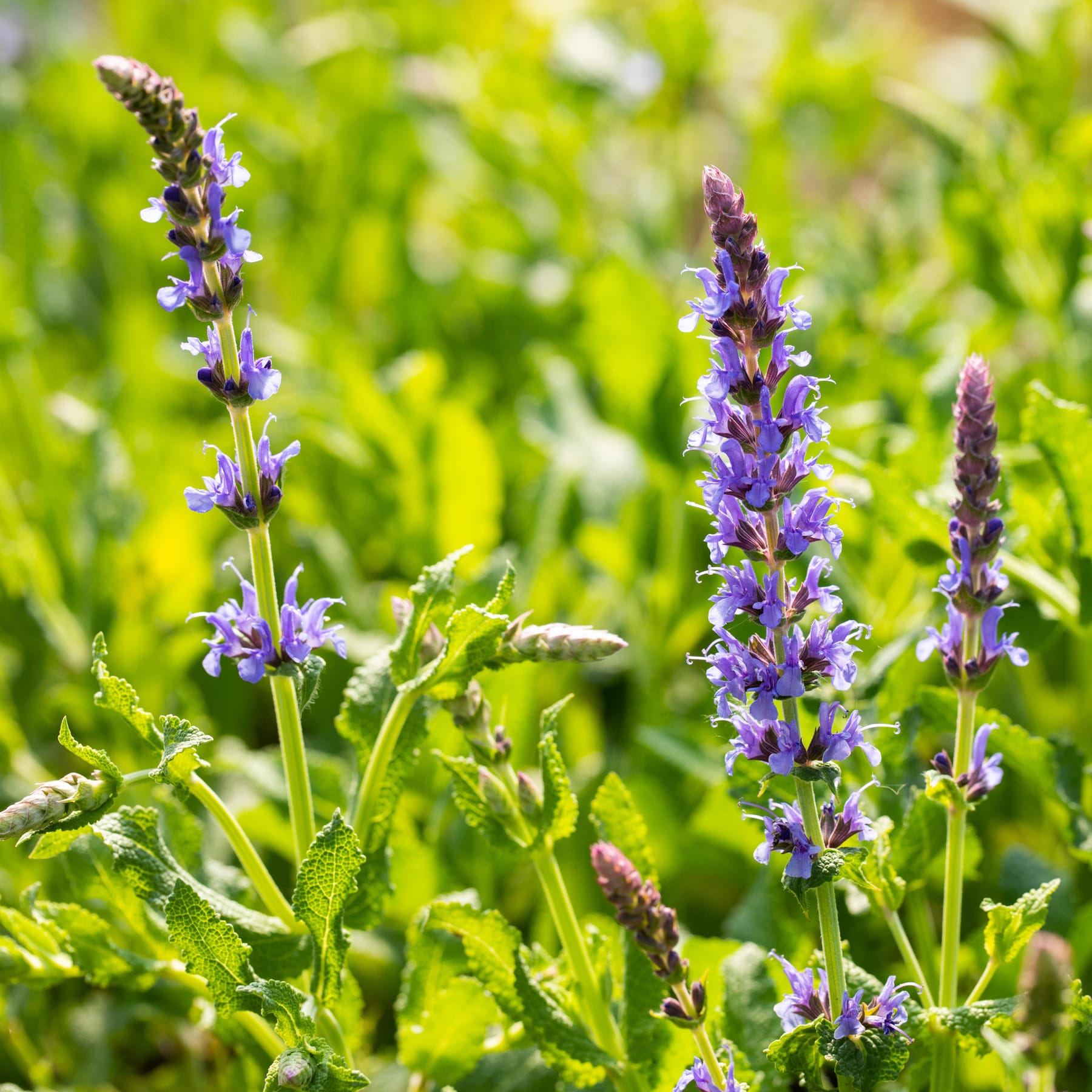 Leuchtend violette Blüten mit grünem Laub ragen vor einem verschwommenen, üppig grünen Hintergrund hervor und schaffen eine heitere und natürliche Szene.