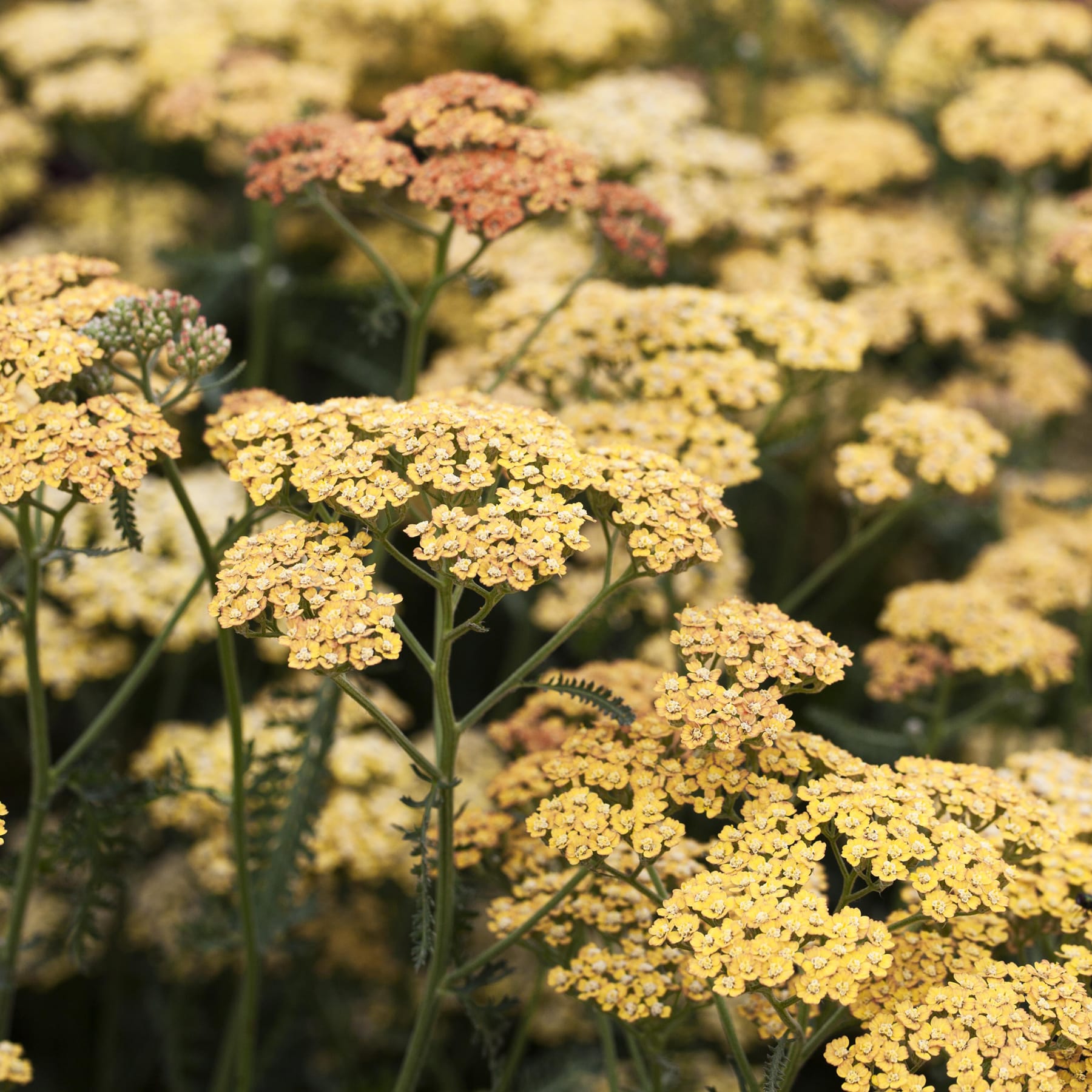 Ein üppiges, leuchtendes Feld aus gelben und rosa Blumen mit einem weichen, unscharfen Hintergrund, der der Szene Tiefe und Struktur verleiht.