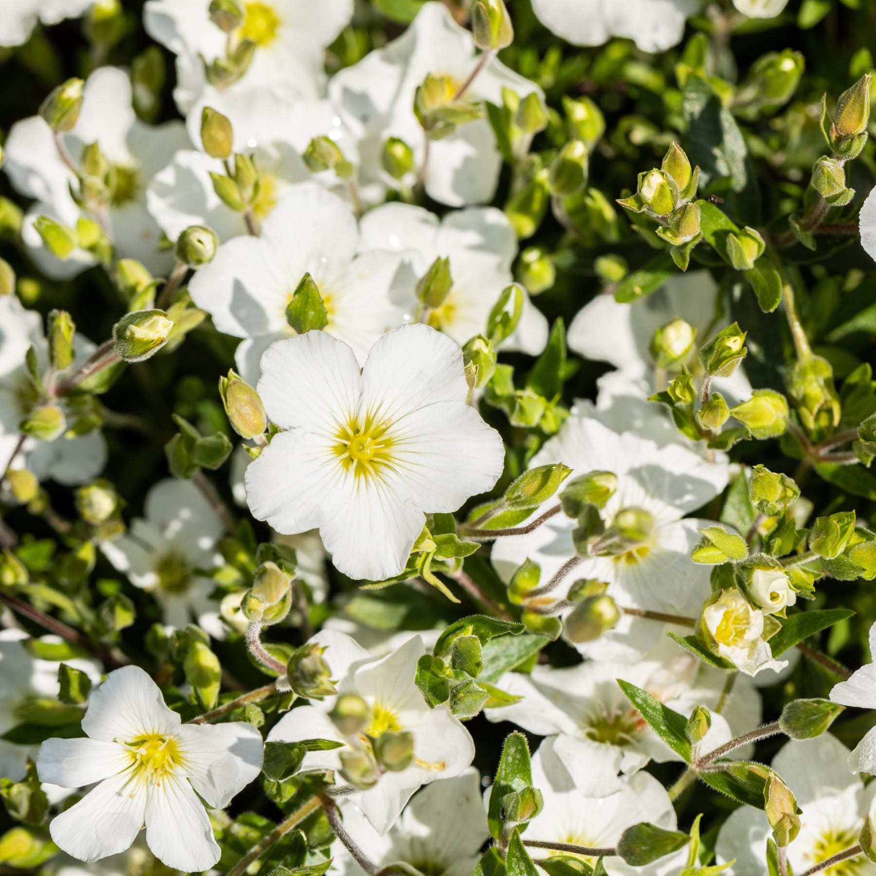 Das Bild zeigt einen üppigen, grünen Hintergrund mit zahlreichen kleinen, zarten weißen Blüten im Vordergrund, deren Blütenblätter von einer leuchtend gelben Mitte aus nach außen strahlen.