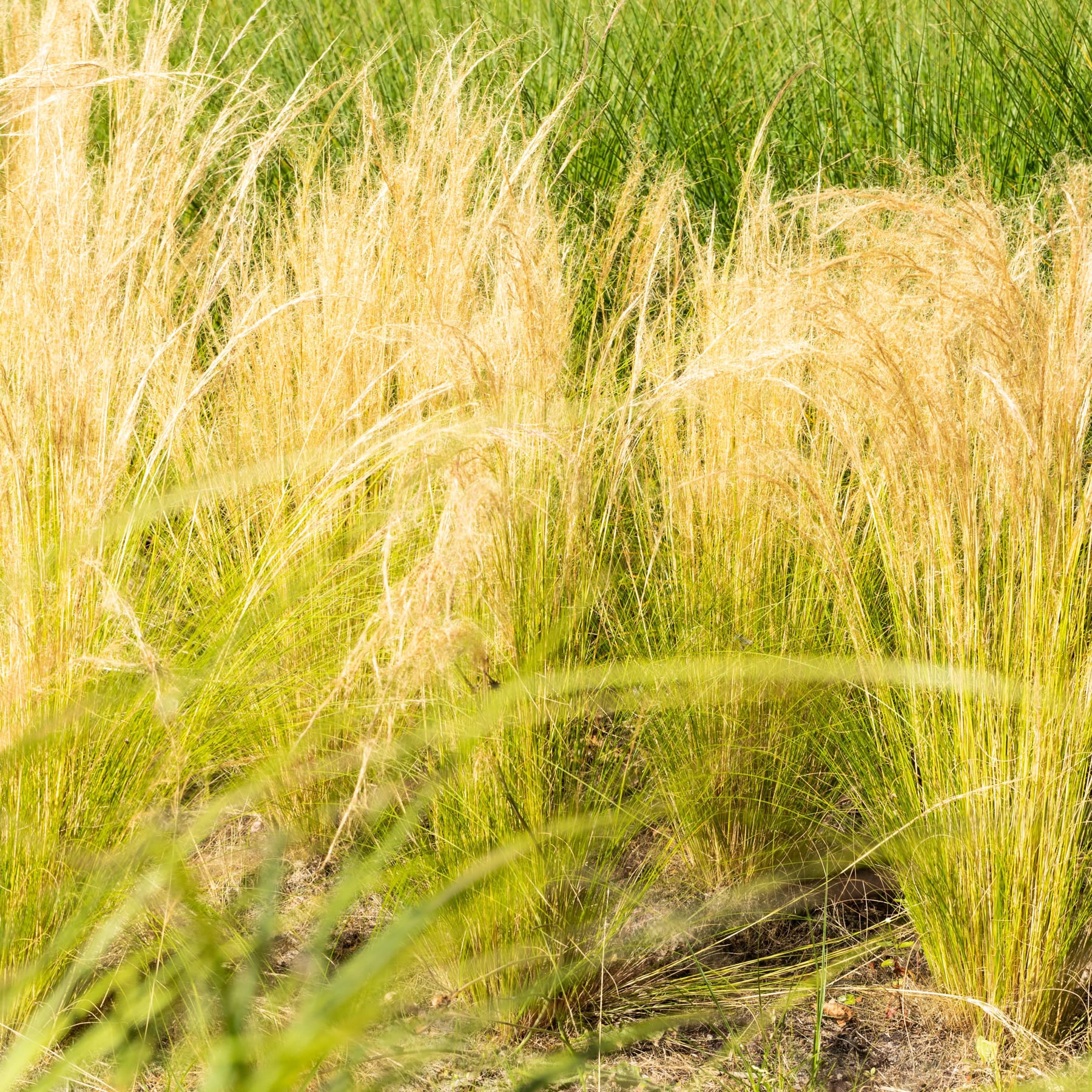Ein üppiges, grünes Feld mit hohen, sich im Wind wiegenden Gräsern und goldenen Weizenhalmen, das eine lebendige und strukturierte Landschaft schafft.