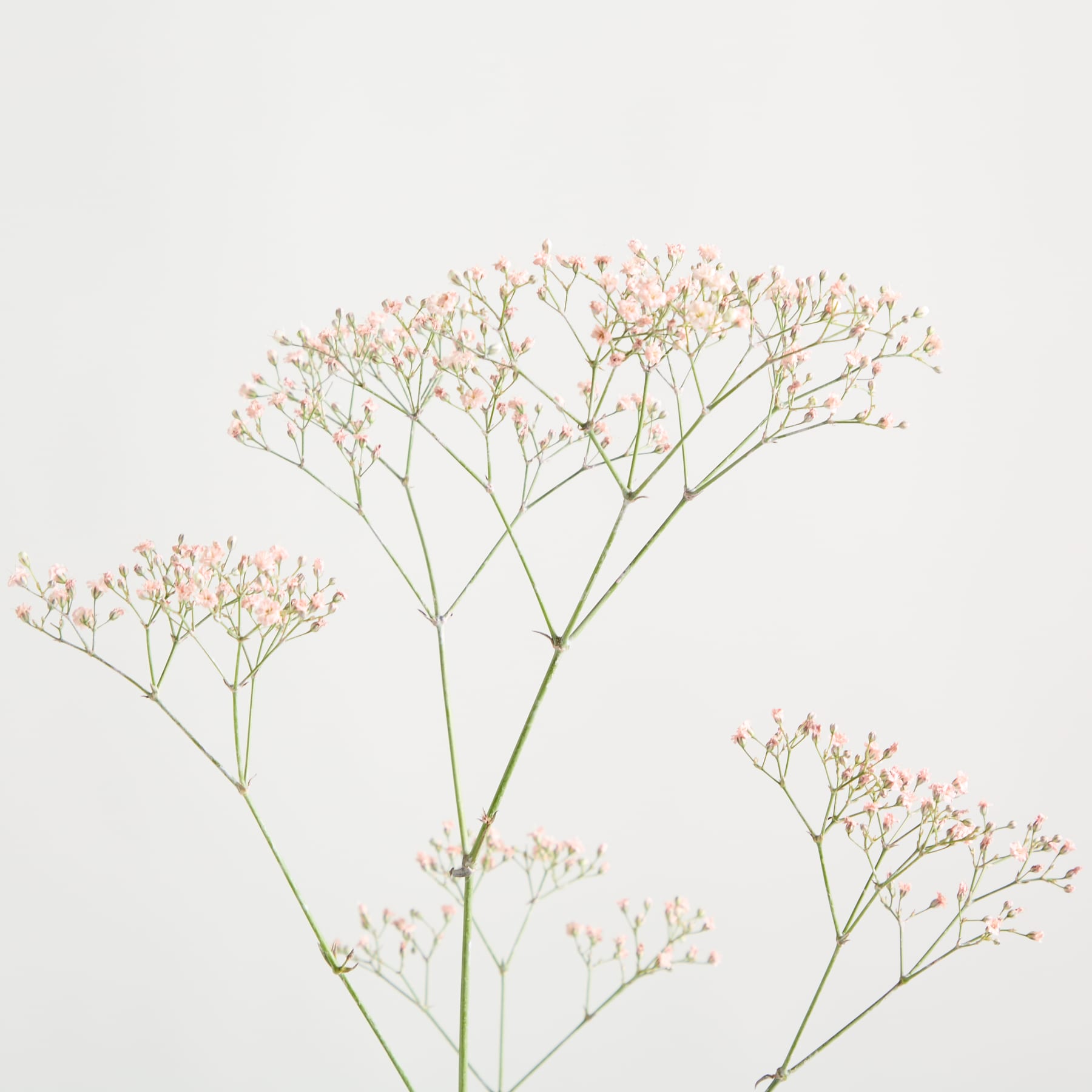 Zarte rosa und weiße Blüten blühen auf schlanken grünen Stielen vor einem schlichten weißen Hintergrund und schaffen eine ruhige und minimalistische botanische Komposition.