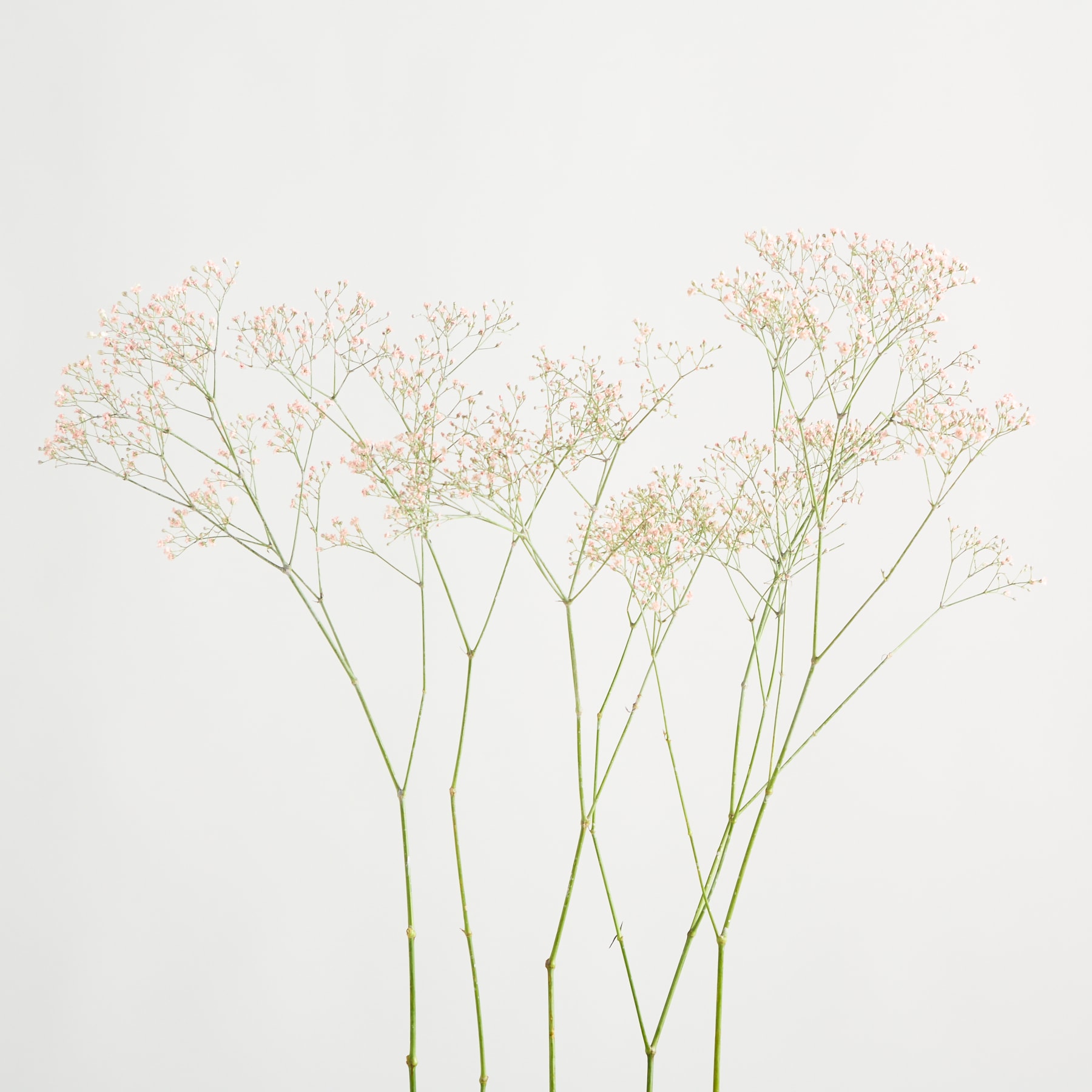 Das Bild zeigt zarte, hauchzarte weiße Blüten auf schlanken grünen Stielen vor einem schlichten weißen Hintergrund, wodurch eine minimalistische und ruhige Komposition entsteht.