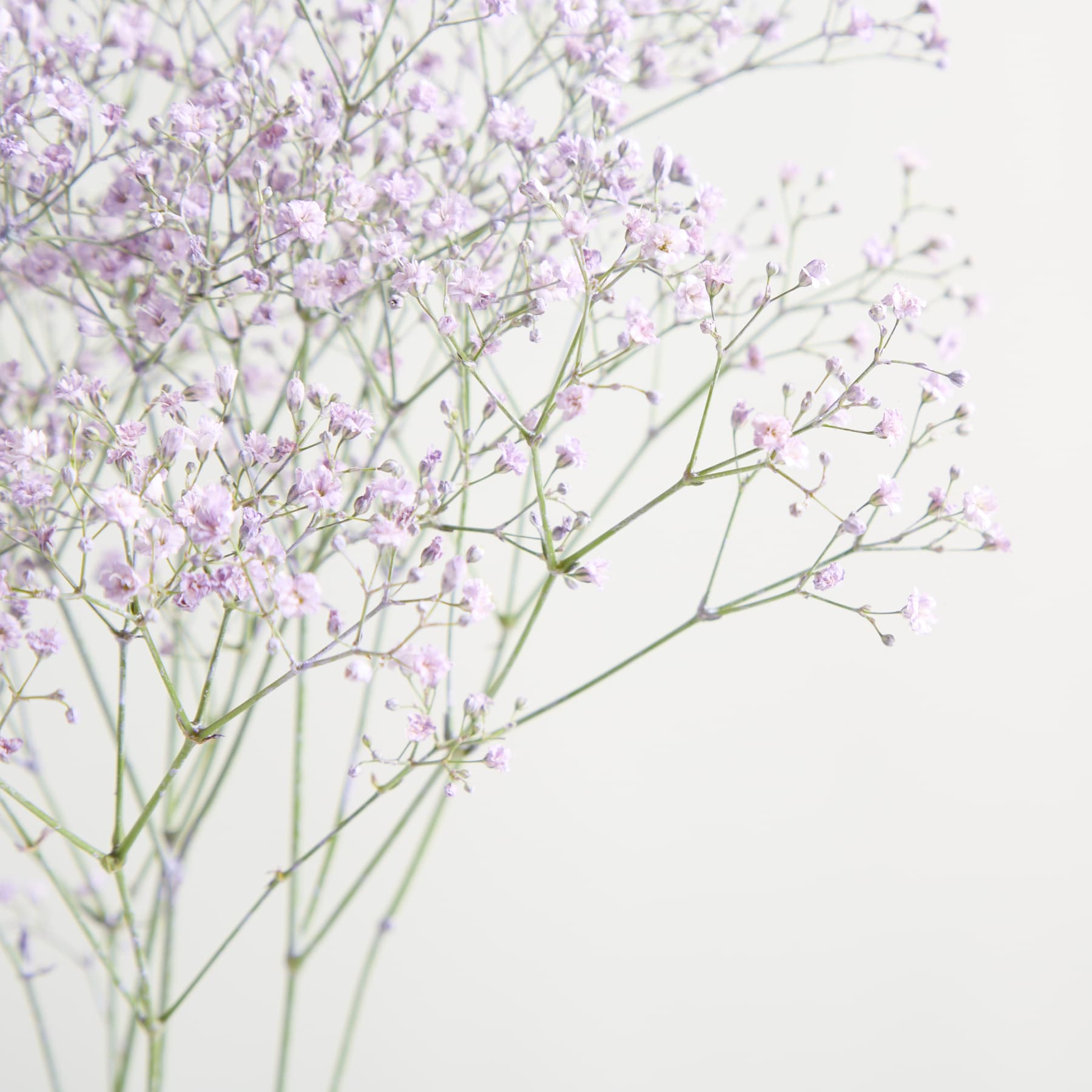 Ein zarter Strauß kleiner, hellvioletter Blüten mit schlanken Stielen vor einem schlichten weißen Hintergrund.