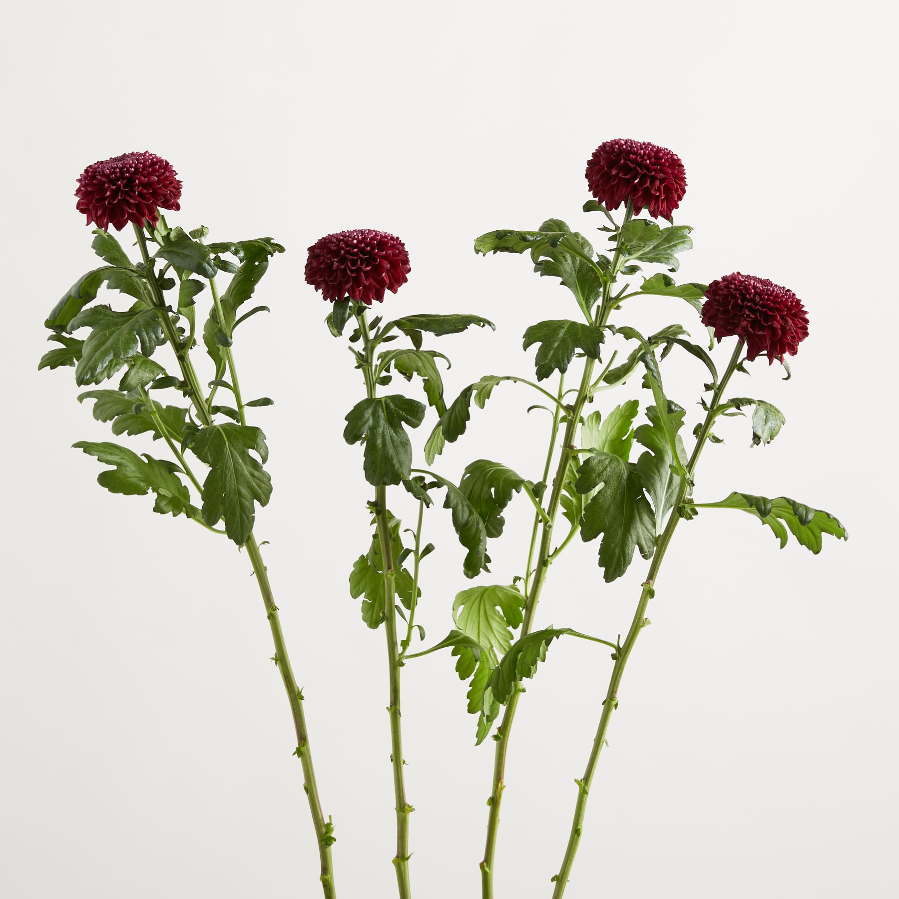 Das Bild zeigt mehrere burgunderfarbene Dahlienblüten mit üppigem grünem Laub vor einem schlichten weißen Hintergrund. (Beschreibungstext KI-generiert)