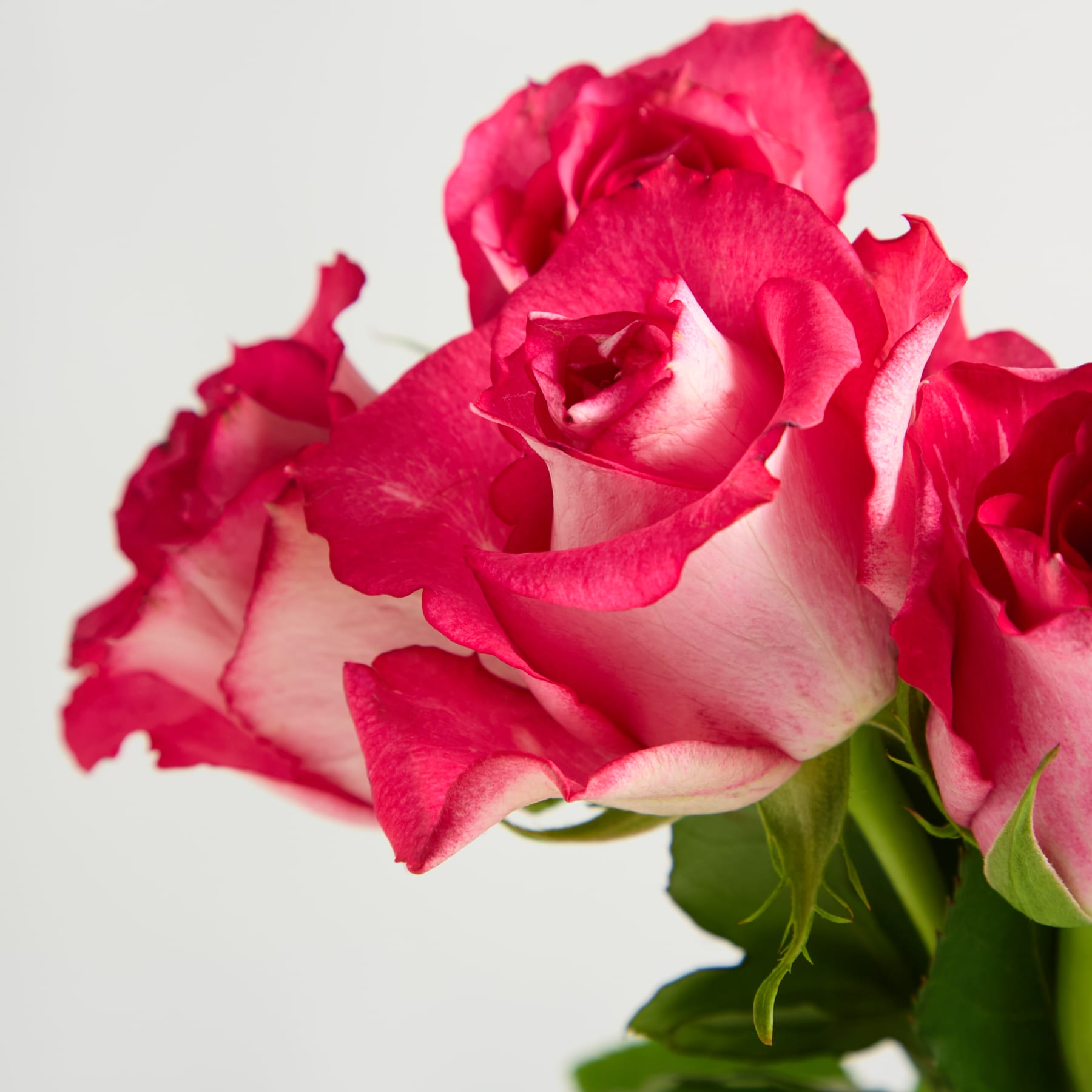 Eine leuchtende, tiefrosa Rose mit zarten Blütenblättern hebt sich von einem schlichten, hellen Hintergrund ab.