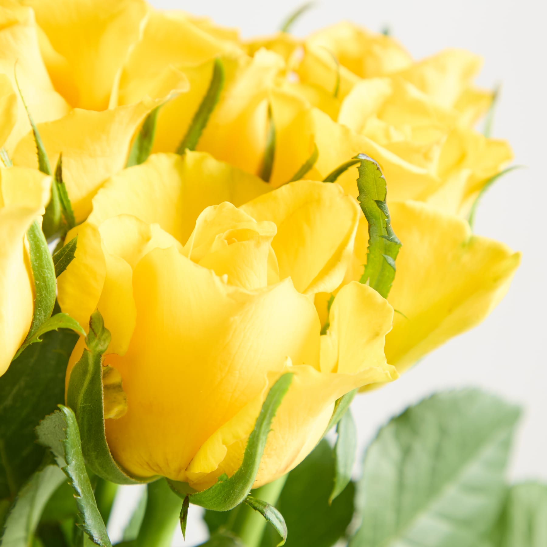 Ein lebendiger Strauß üppiger, goldgelber Rosen vor einem weichen, verschwommenen Hintergrund.