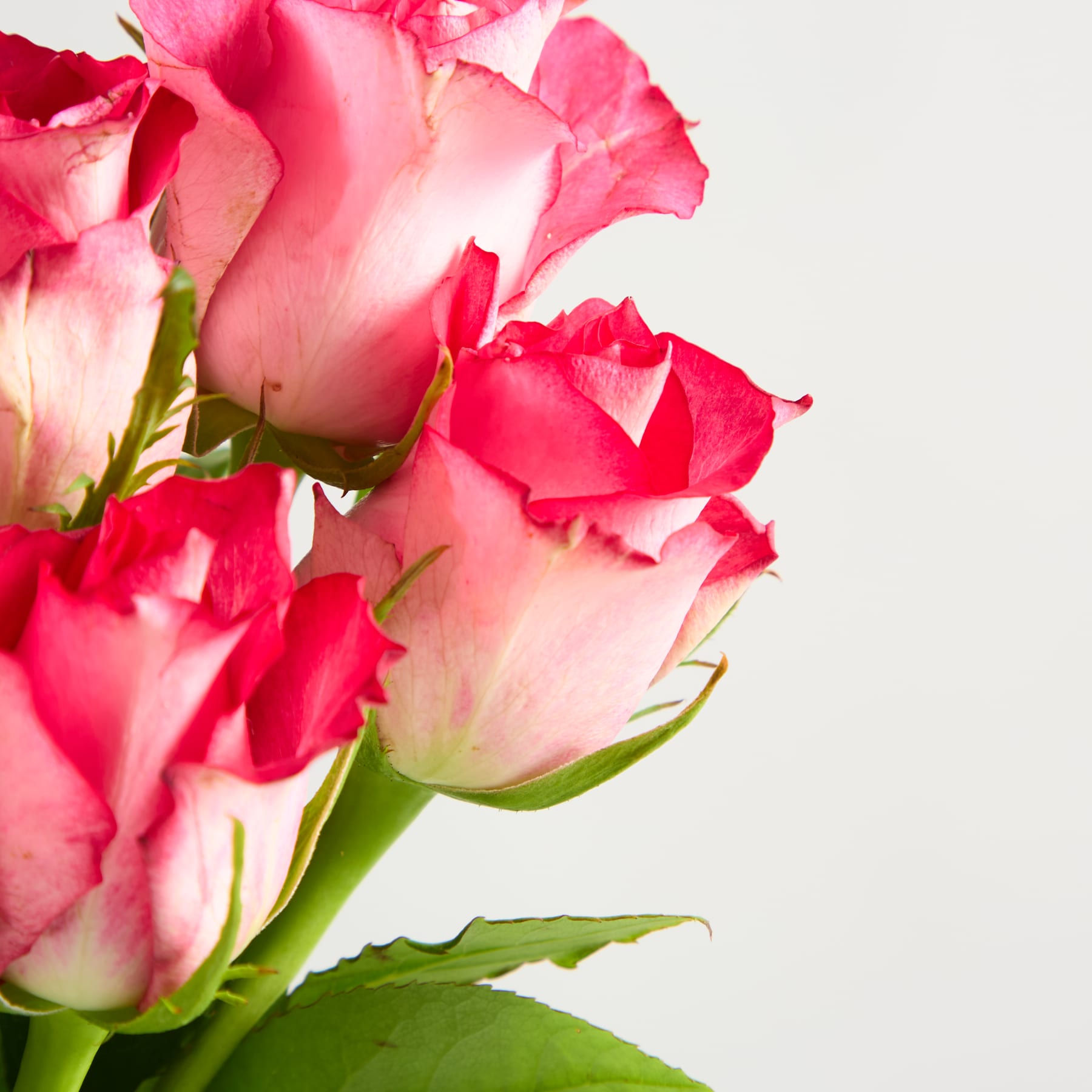 Ein lebendiger Strauß üppiger rosa Rosen vor einem schlichten weißen Hintergrund.