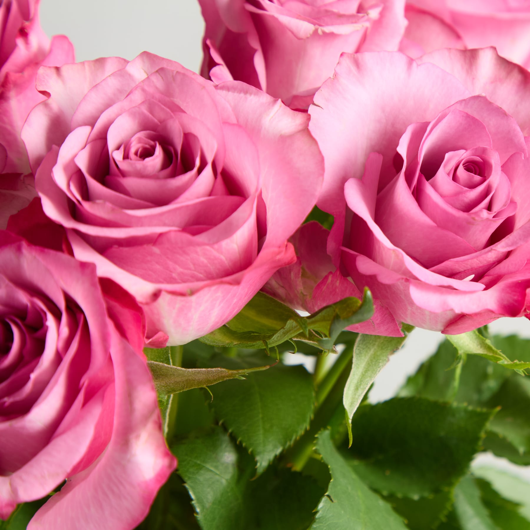 Ein lebendiger Strauß üppiger rosa Rosen mit grünen Blättern füllt den Rahmen und schafft eine optisch fesselnde und harmonische Komposition.