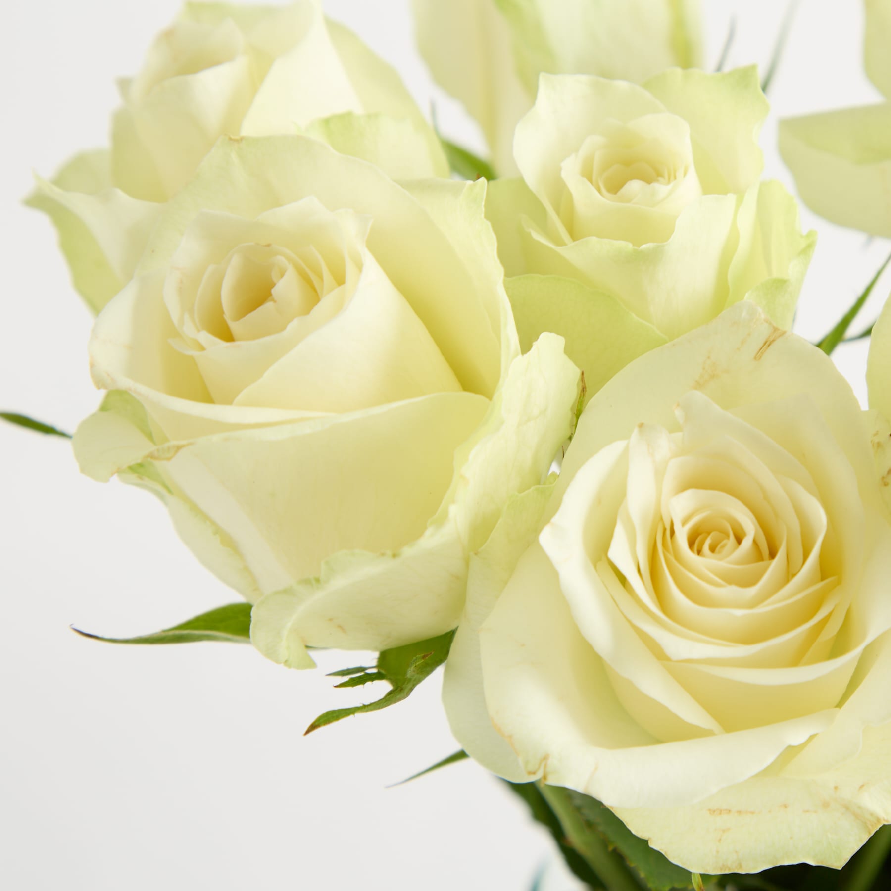 Zarte, hellgelbe Rosen mit üppigen Blütenblättern und grünen Blättern vor einem schlichten weißen Hintergrund.