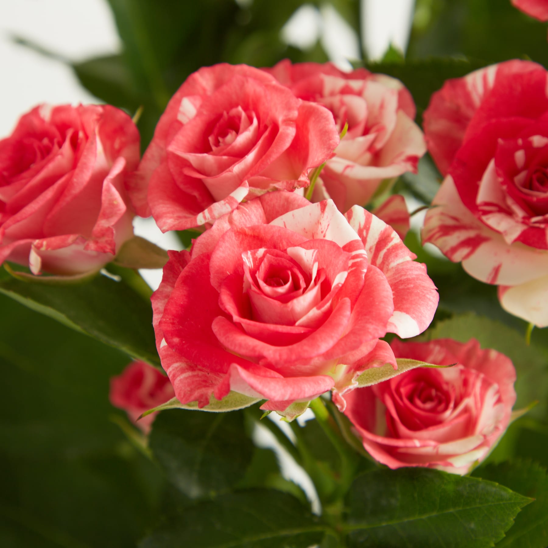 Kräftige, üppige rote Rosen mit zarten Blütenblättern blühen vor dem Hintergrund grüner Blätter und bilden eine bezaubernde Blumenpracht.