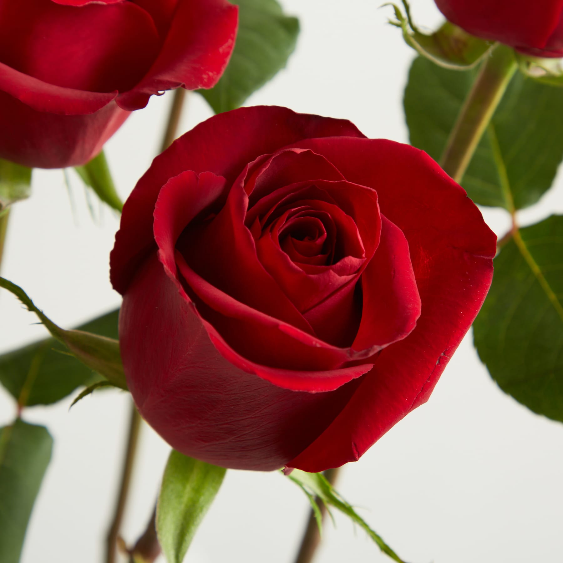 Leuchtend rote Rosen mit üppigem grünem Laub füllen den Rahmen, ihre samtigen Blütenblätter entfalten sich in einem bezaubernden Schauspiel.