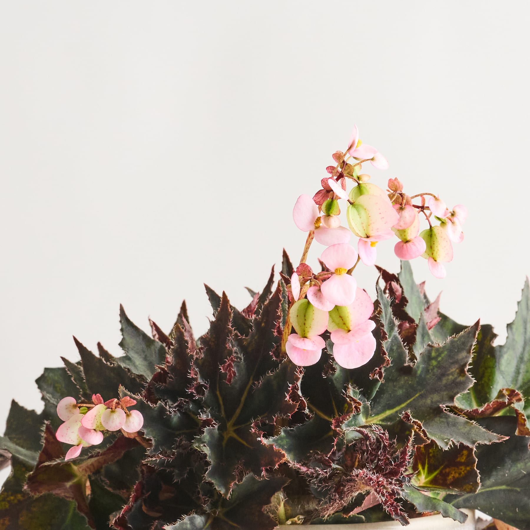 Das Bild zeigt eine Ansammlung zartrosa Blüten, die aus einer dunklen, stacheligen Pflanze mit leuchtend grünen Blättern vor einem schlichten, hellen Hintergrund sprießen.