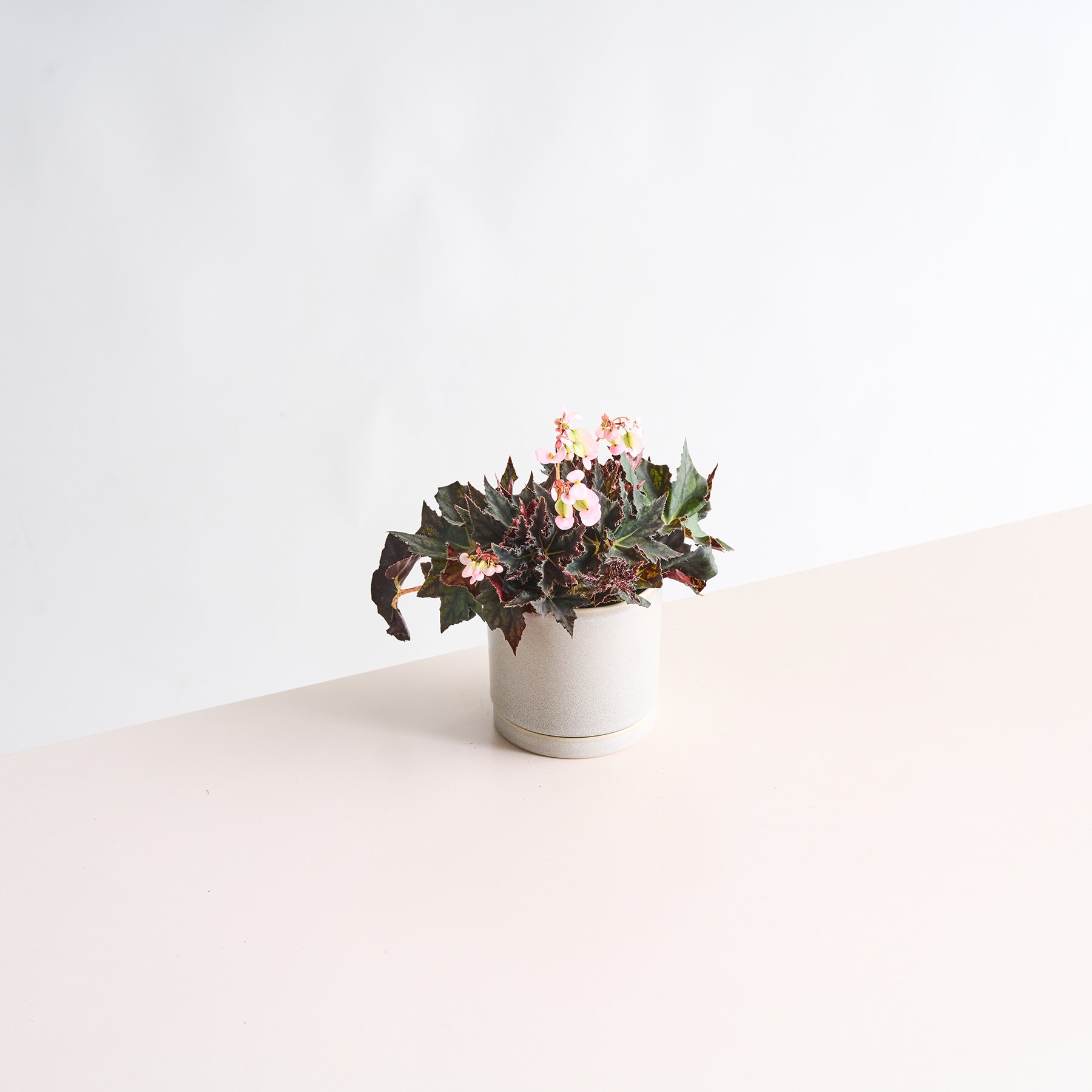 Eine Topfpflanze mit dunklen Blättern und kleinen rosa Blüten steht auf einer hellen Oberfläche vor einem schlichten weißen Hintergrund.