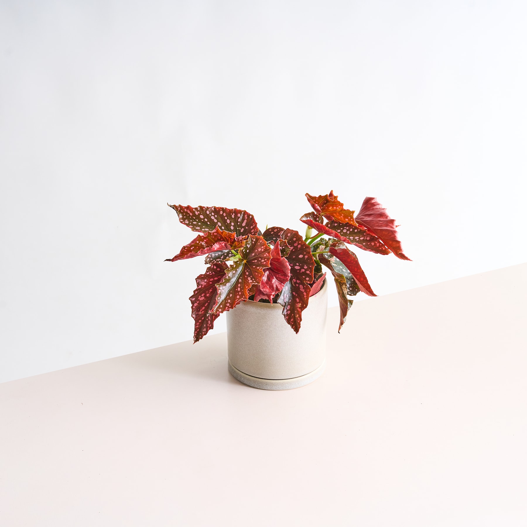 Eine weiße Keramikvase mit einem farbenfrohen Arrangement aus roten und grünen Blättern vor einem schlichten, hellen Hintergrund.