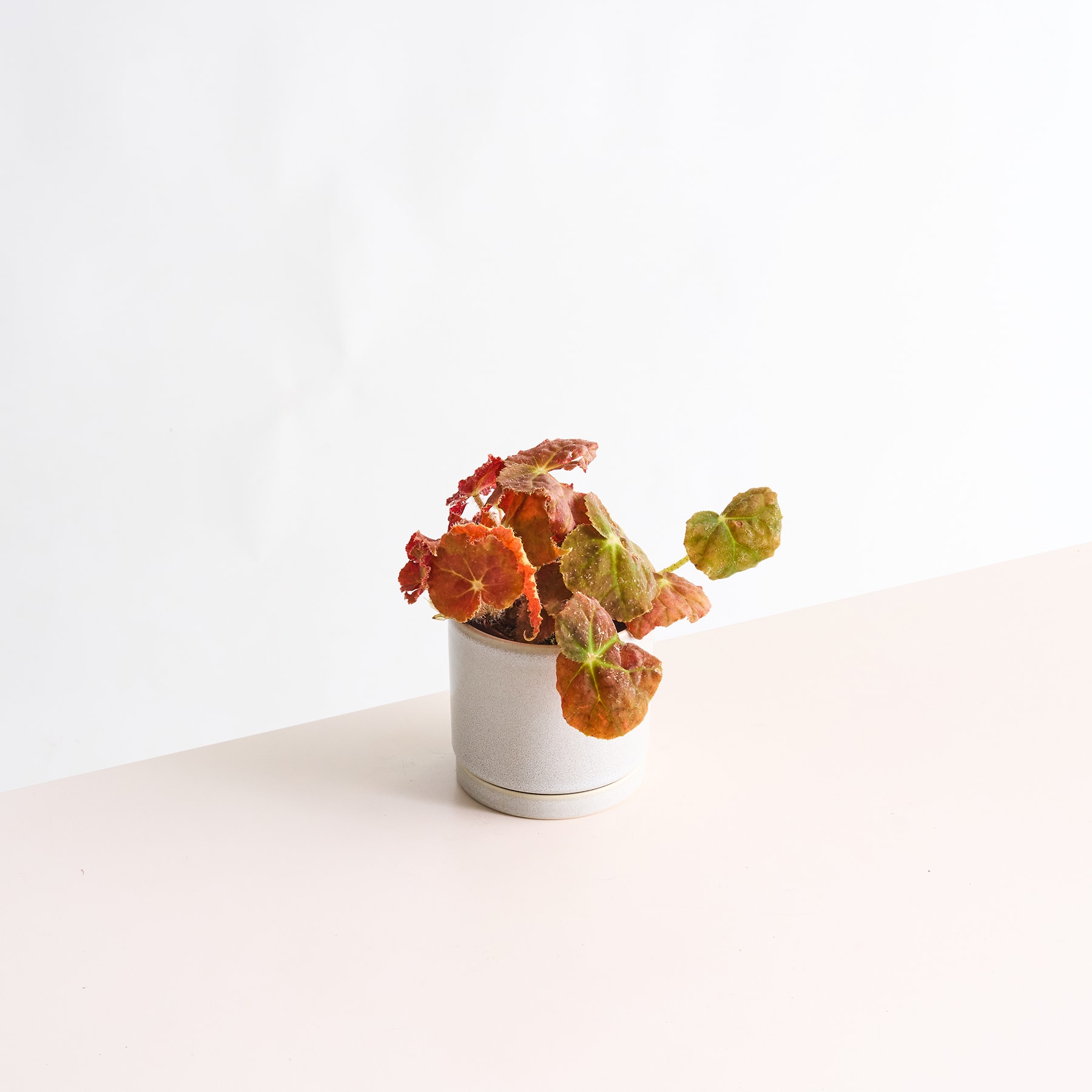 Ein kleiner weißer Keramiktopf enthält ein farbenfrohes Arrangement aus orangefarbenen und grünen Sukkulenten vor einem schlichten weißen Hintergrund.
