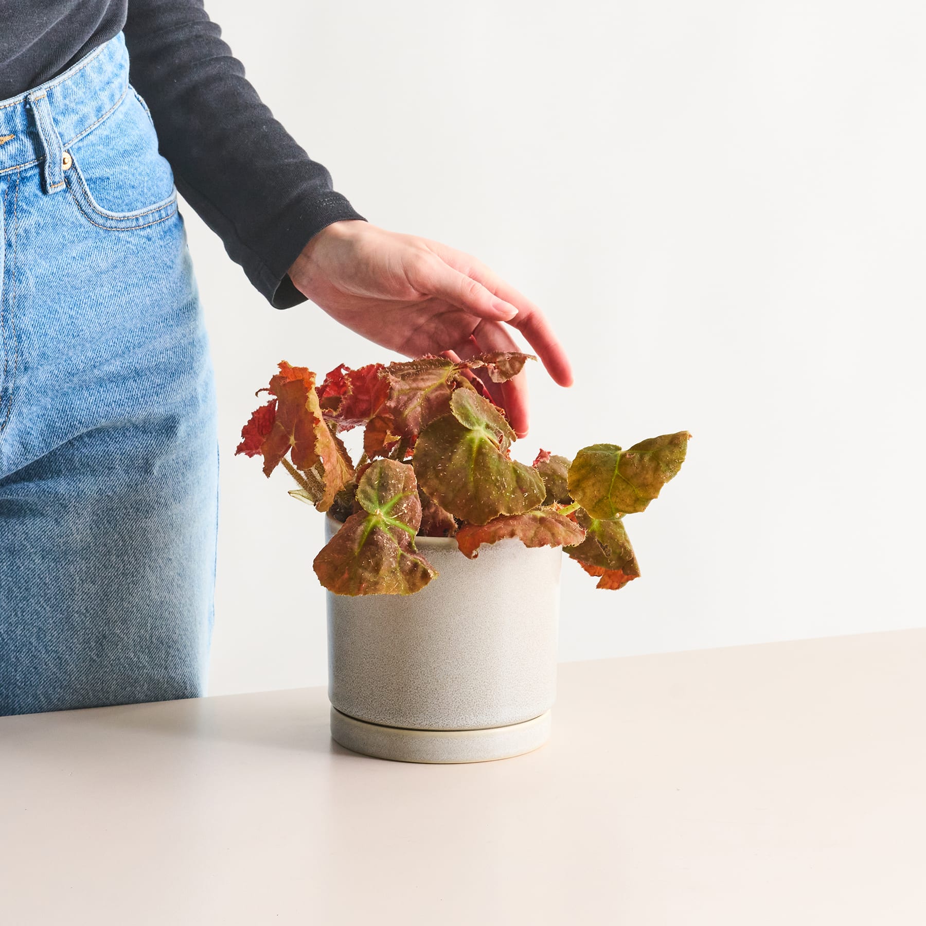 Eine Hand legt vorsichtig bunte Herbstblätter in einen weißen Keramikbehälter auf einem schlichten Hintergrund.