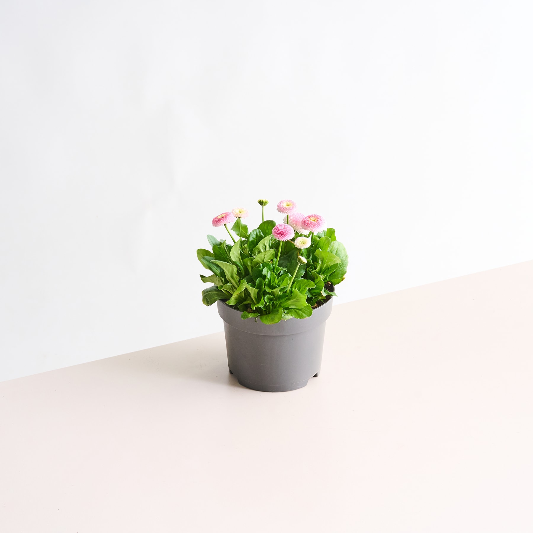 Eine Topfpflanze mit rosa und grünen Blüten steht auf einer hellen Oberfläche vor einem schlichten weißen Hintergrund.