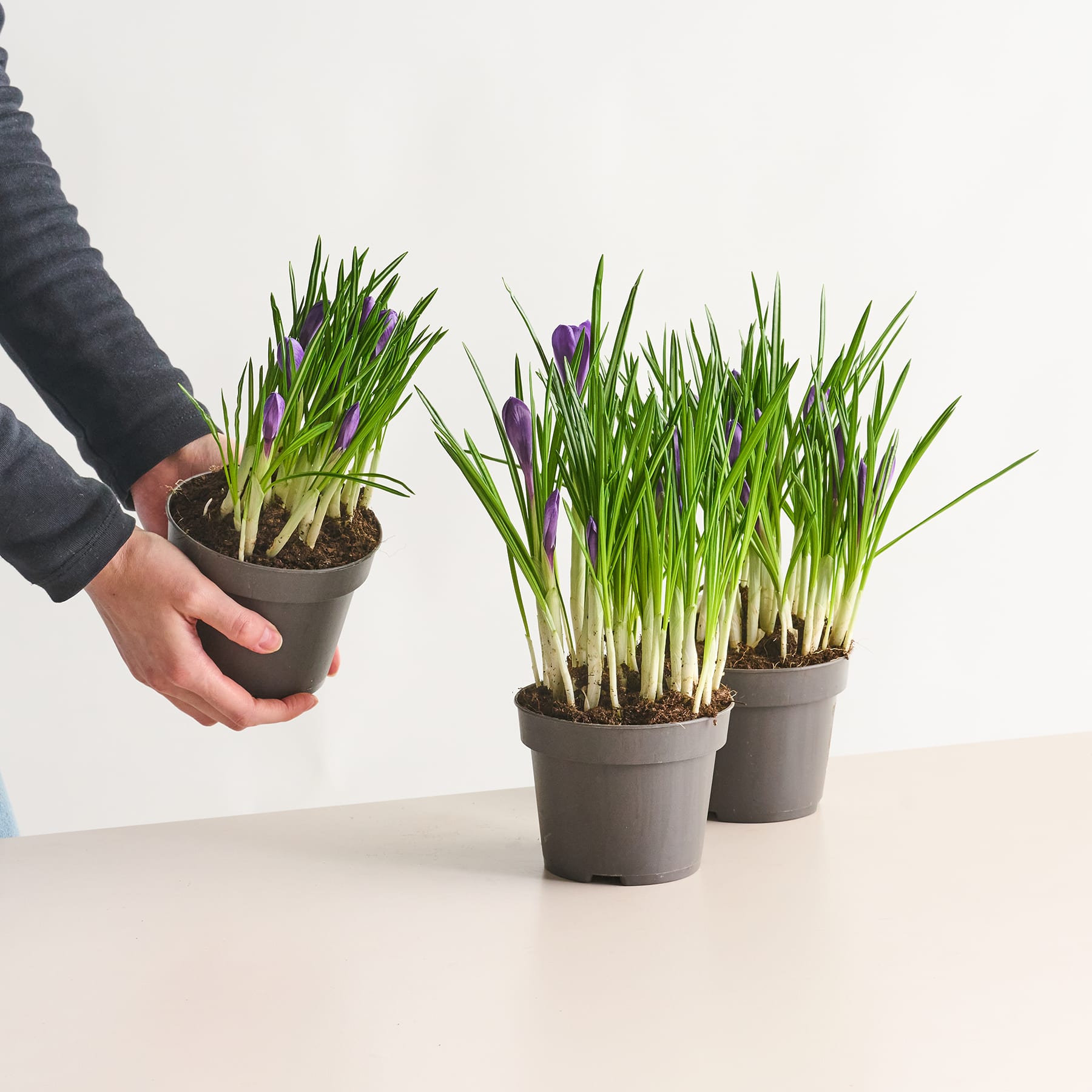 Das Bild zeigt zwei Topfpflanzen mit grünem, grasähnlichem Laub und violetten Blüten, die von einer Person in den Händen gehalten werden, vor einem schlichten weißen Hintergrund.