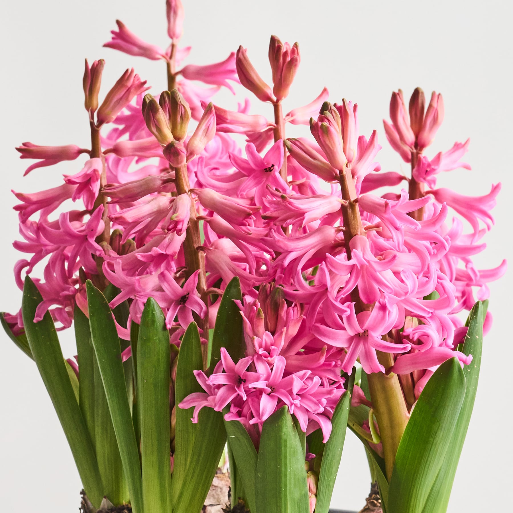 Ein lebendiger Strauß rosa Hyazinthenblüten mit üppigen grünen Blättern vor einem schlichten weißen Hintergrund.