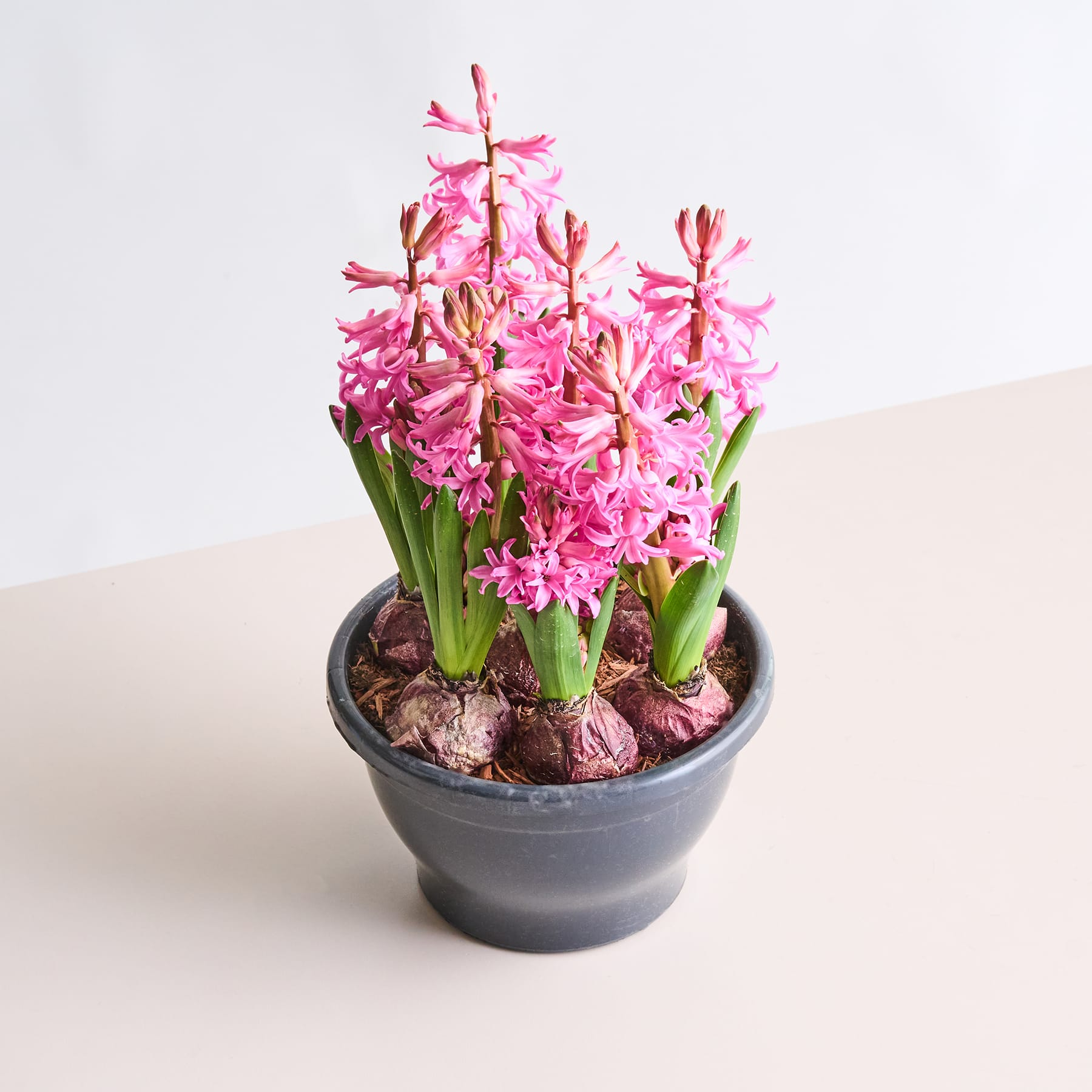 Eine Topfpflanze mit leuchtend rosa Hyazinthenblüten steht auf einer hellen Oberfläche vor einem schlichten Hintergrund.