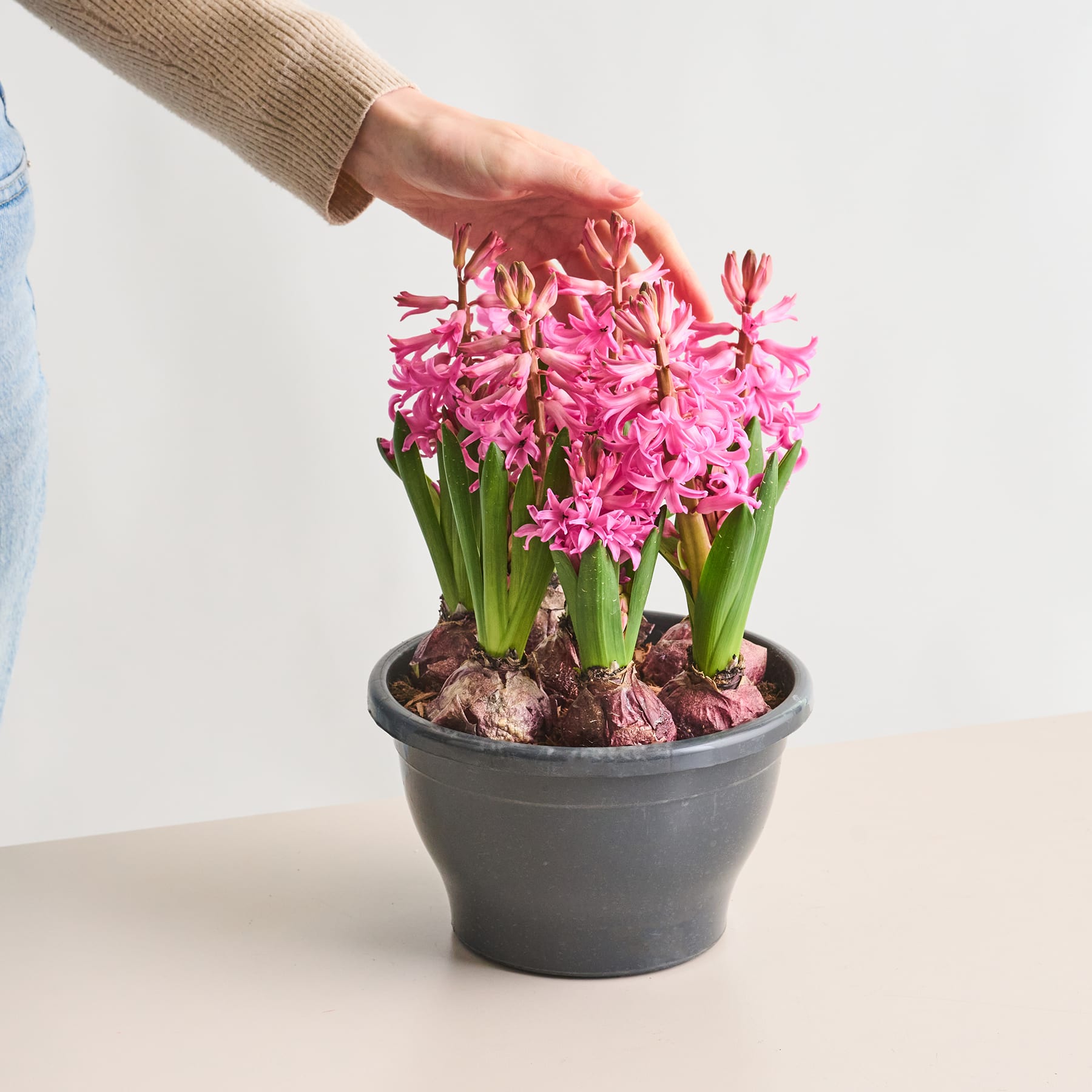 Eine Hand berührt sanft eine Topfpflanze mit leuchtend rosa Hyazinthenblüten vor einem schlichten weißen Hintergrund.