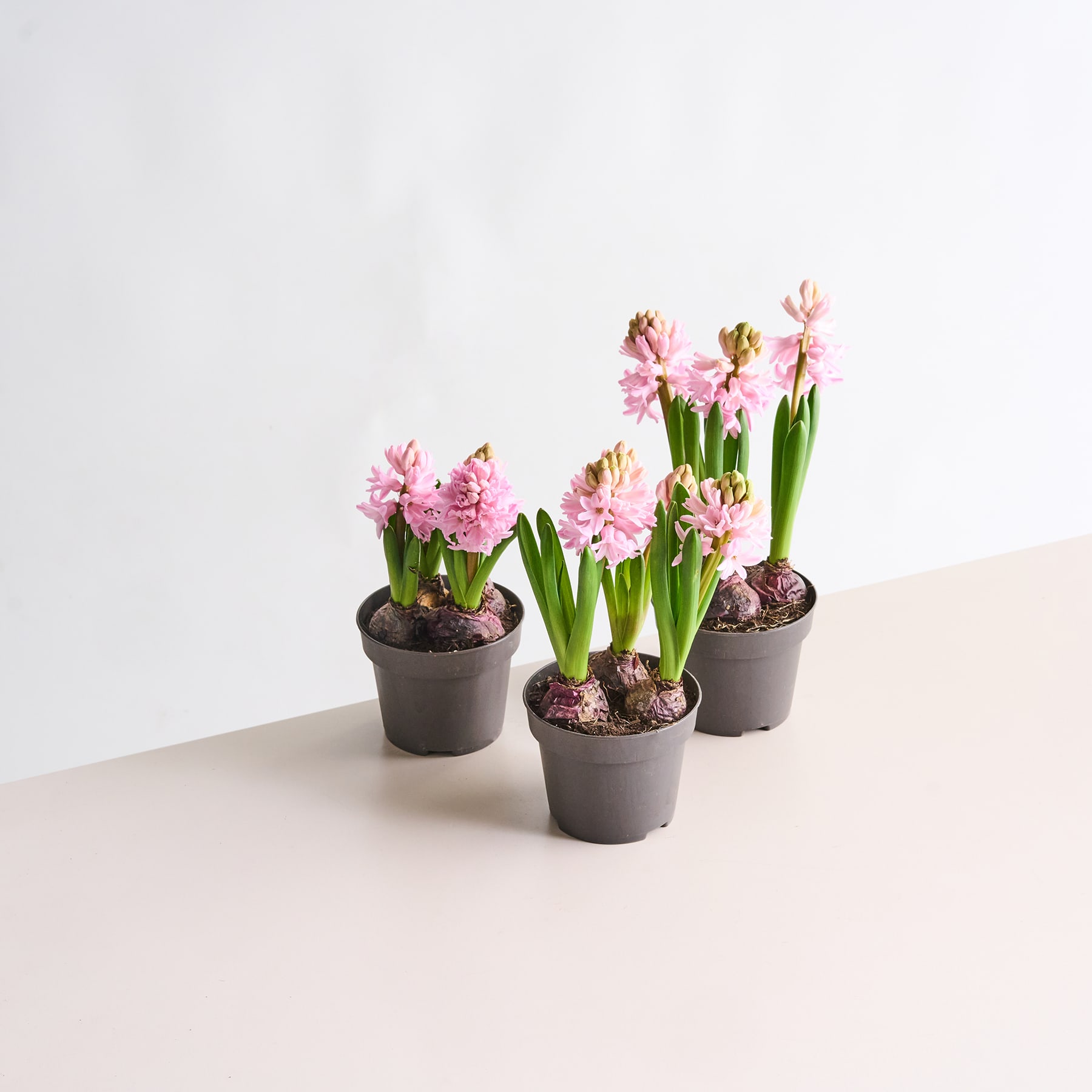 Leuchtend rosa Hyazinthenblüten in kleinen schwarzen Töpfen stehen auf einer hellen Oberfläche vor einem schlichten weißen Hintergrund.
