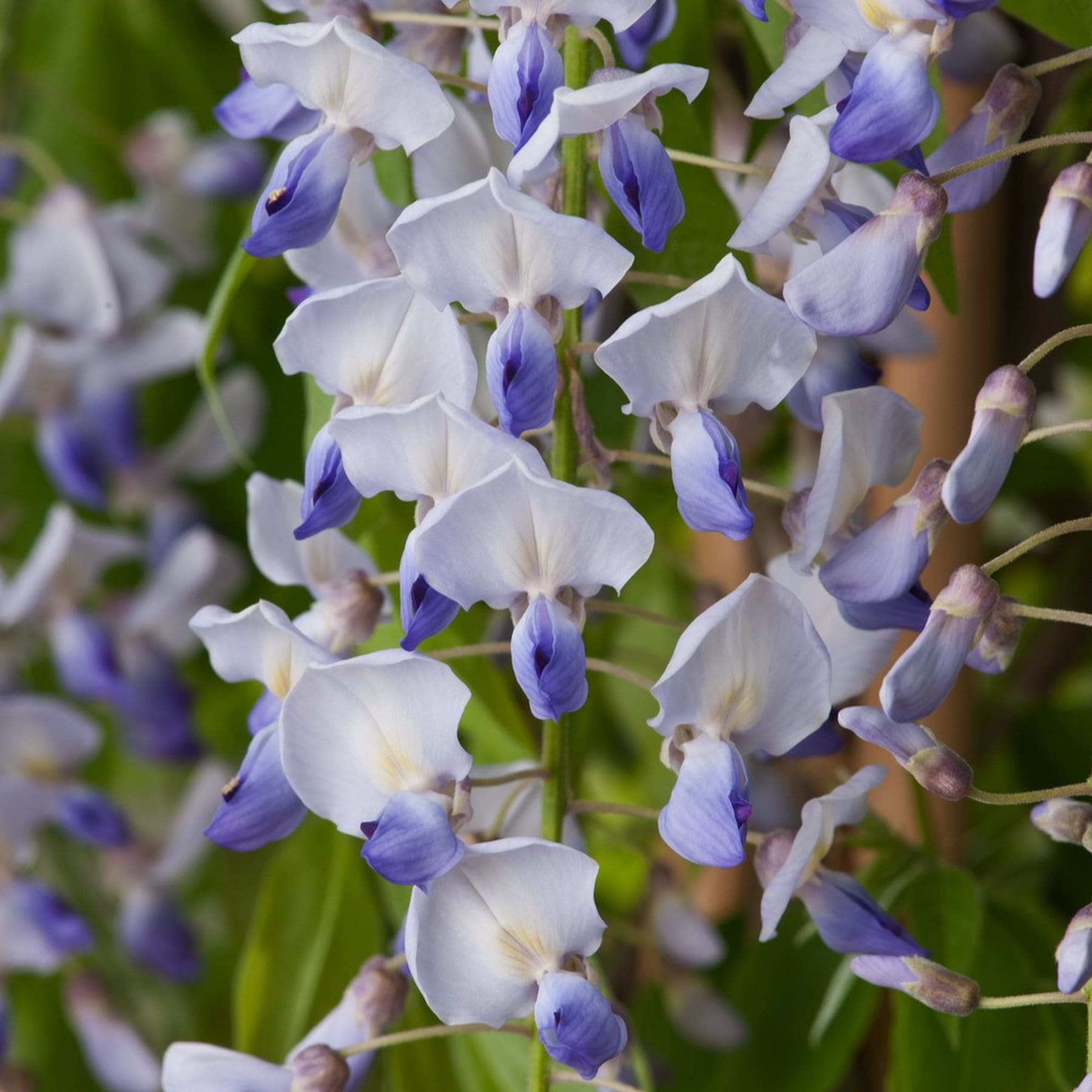 Eine üppige, lebendige Darstellung zarter weißer und violetter Orchideenblüten vor dem Hintergrund grüner Blätter.