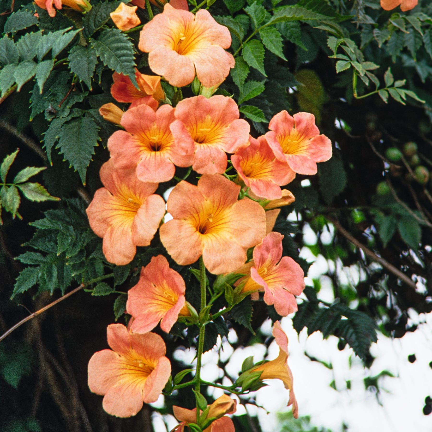 Kräftig orange und gelbe trompetenförmige Blüten blühen inmitten üppiger grüner Blätter und schaffen eine optisch beeindruckende und harmonische Naturszene.