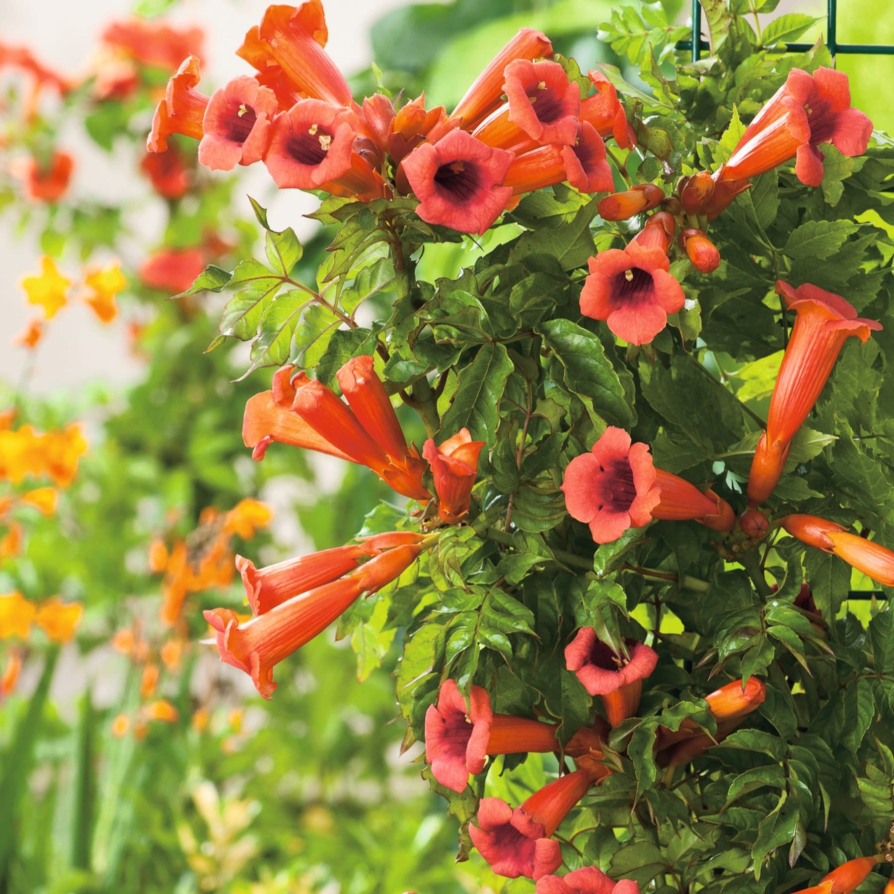 Kräftig rote, trompetenförmige Blüten blühen inmitten üppiger grüner Blätter und sorgen für ein optisch beeindruckendes und farbenfrohes Schauspiel im Garten.