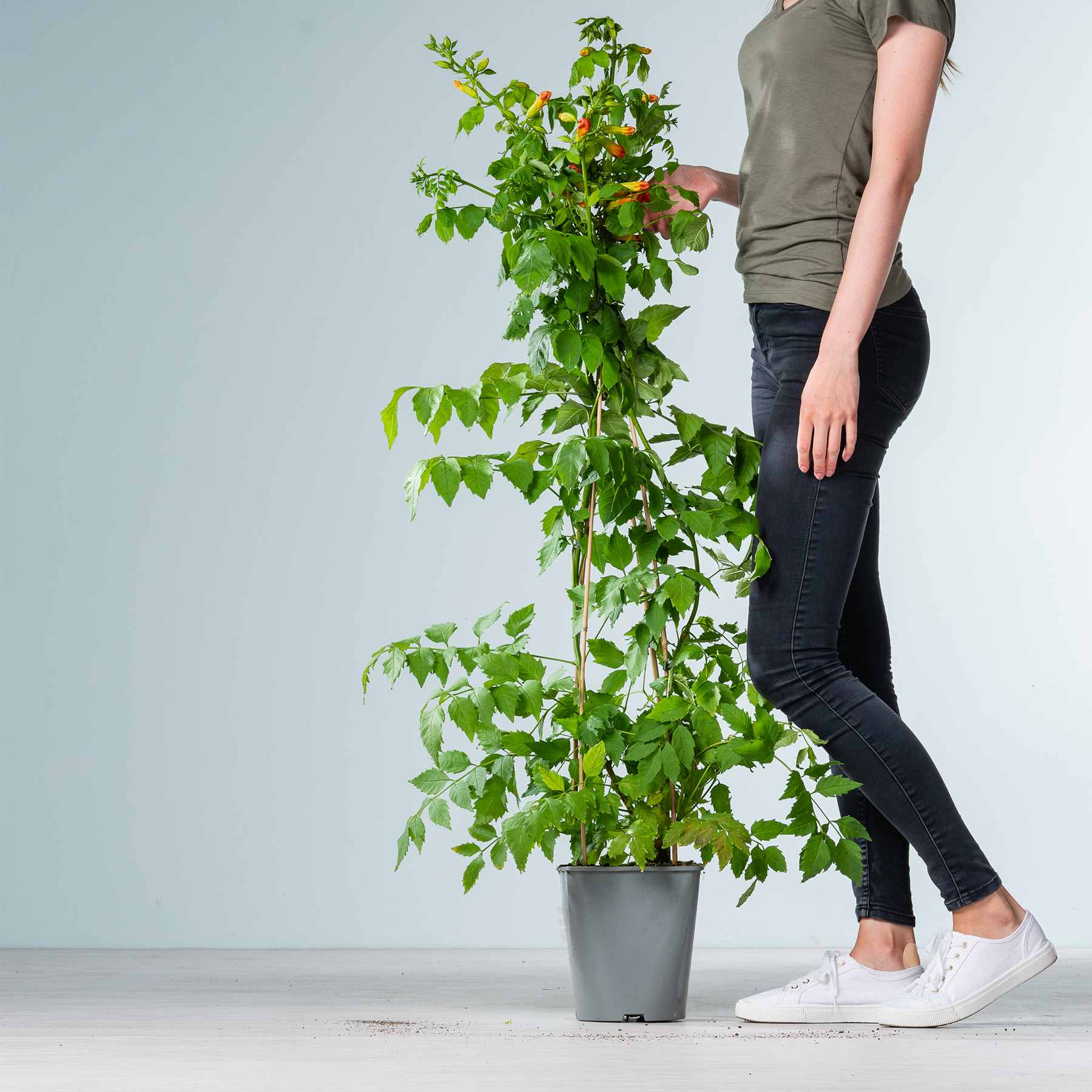 Im Vordergrund steht eine Topfpflanze mit üppigen grünen Blättern und kleinen roten Beeren, während im Hintergrund die Beine und Füße einer Person zu sehen sind, die legere Kleidung und weiße Turnschuhe trägt.