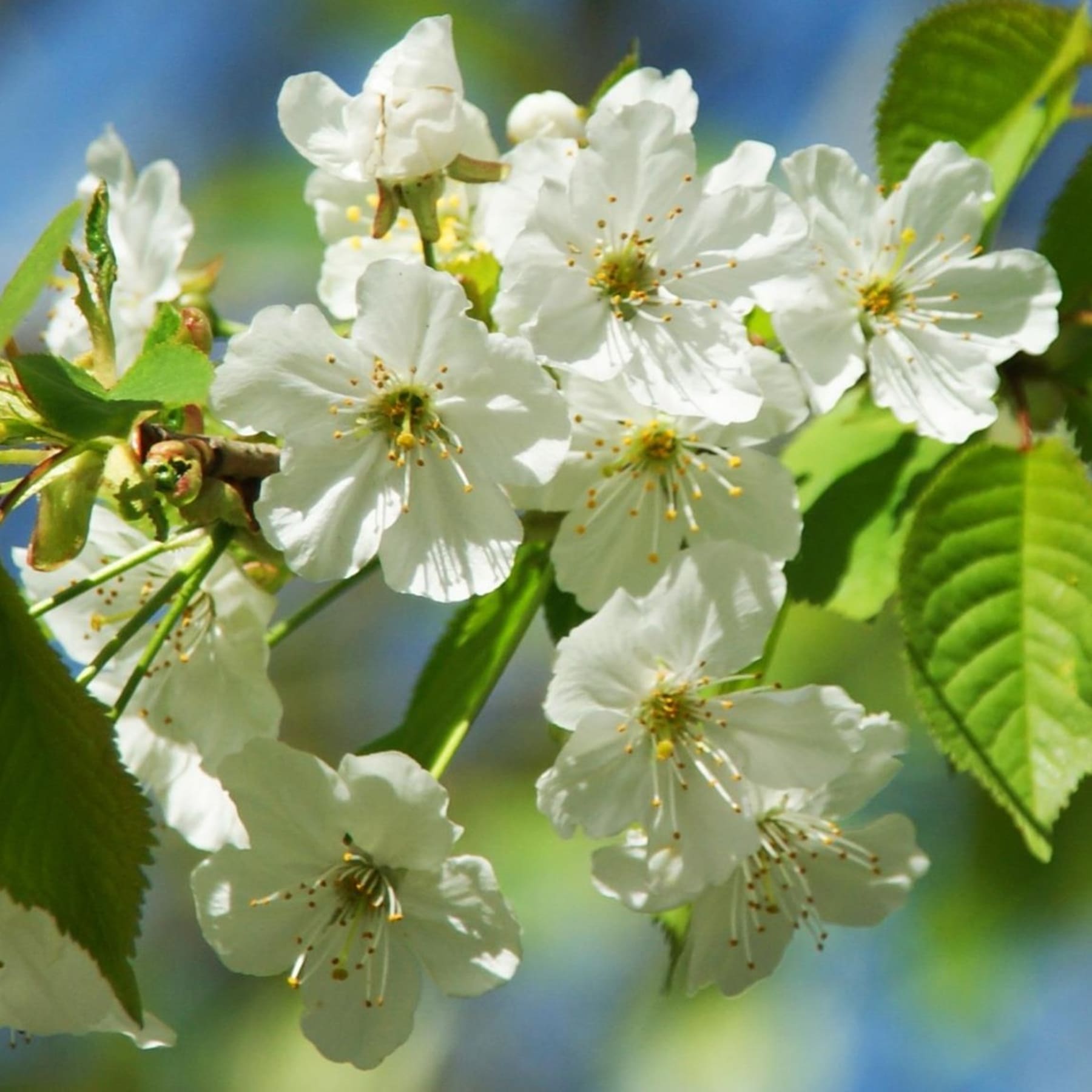 Zarte weiße Kirschblüten in voller Blüte vor dem Hintergrund leuchtend grüner Blätter und eines dunstigen blauen Himmels.