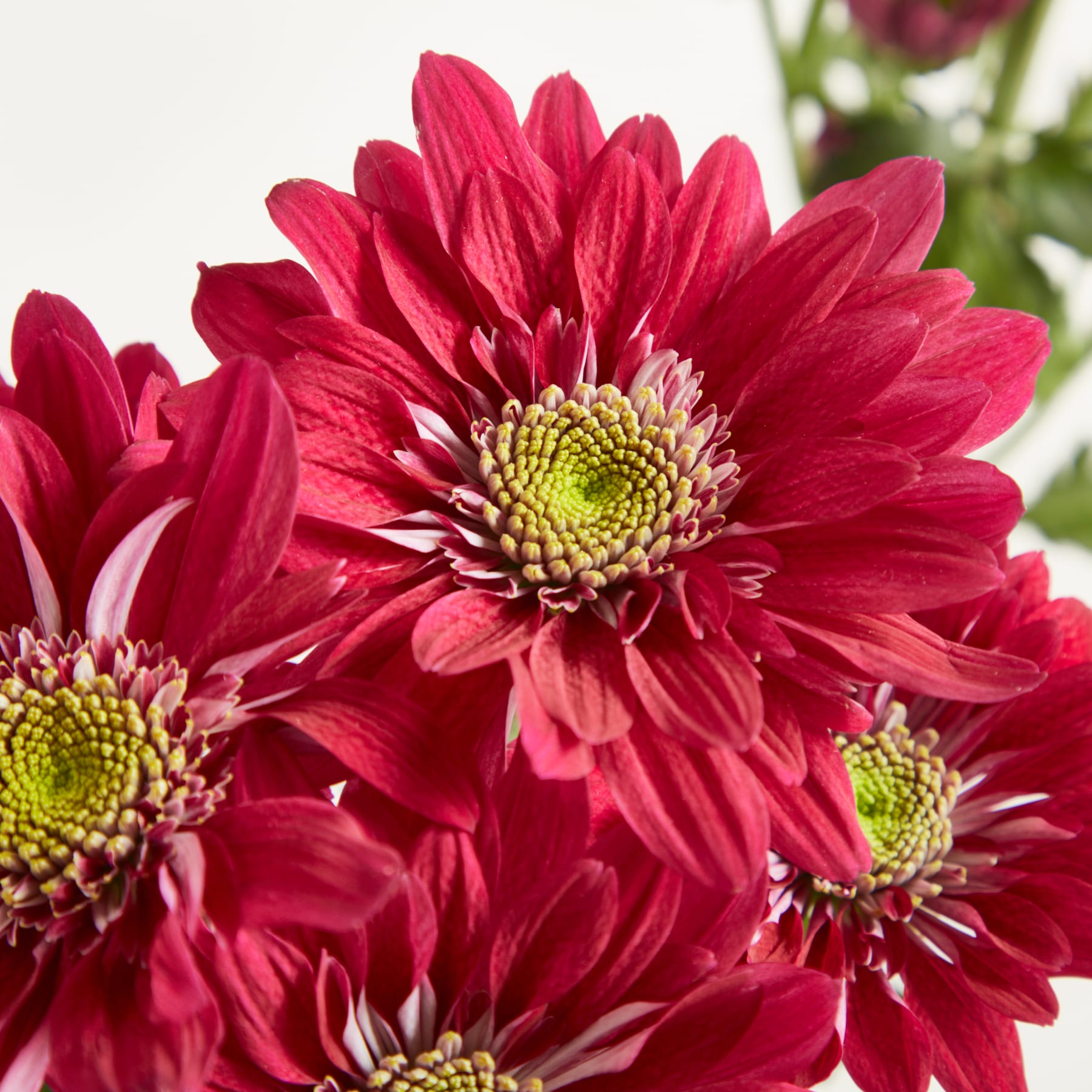 Leuchtend rote Chrysanthemenblüten mit üppigem grünem Laub im Hintergrund.