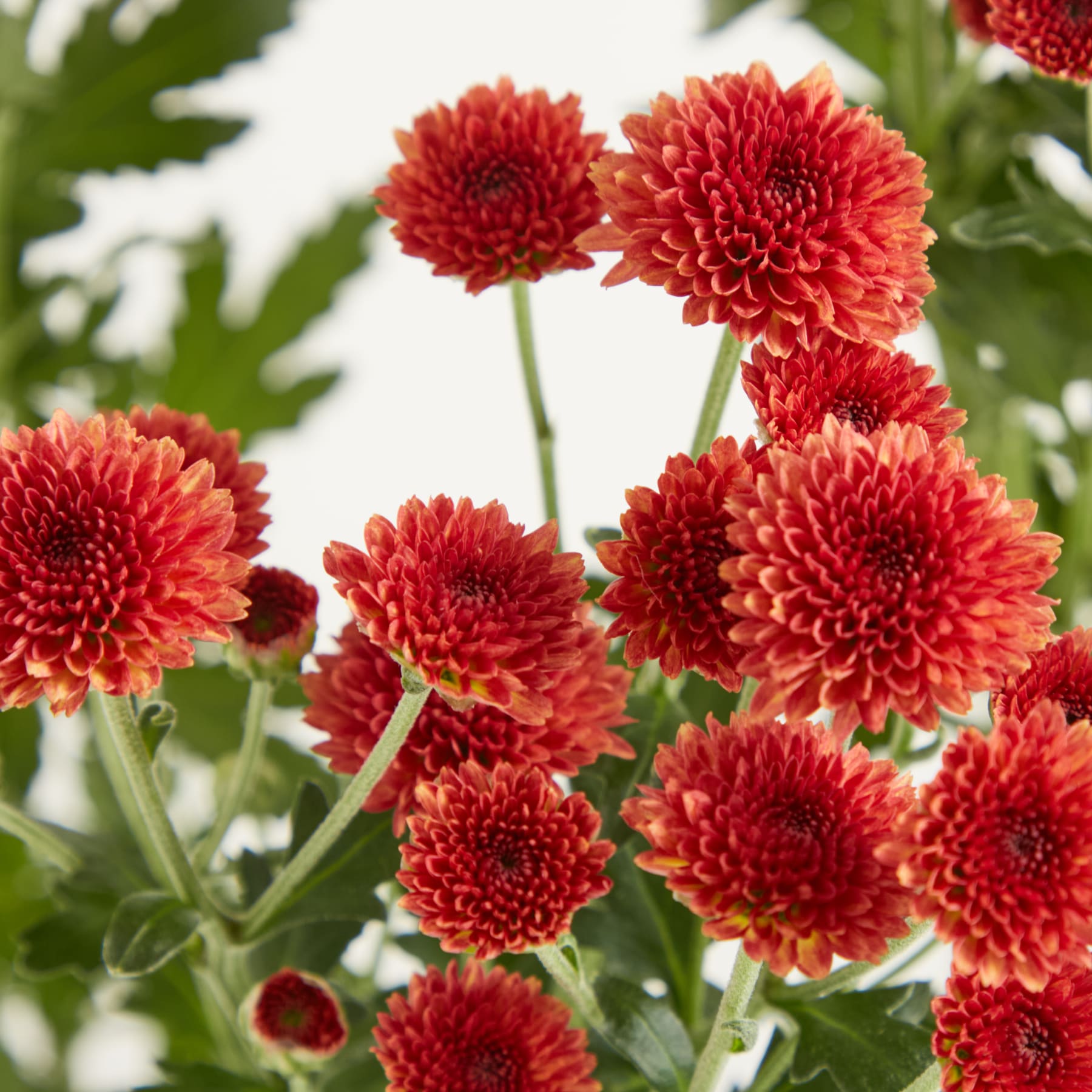 Leuchtend rote Chrysanthemenblüten in voller Blüte vor dem Hintergrund üppigen grünen Laubs.
