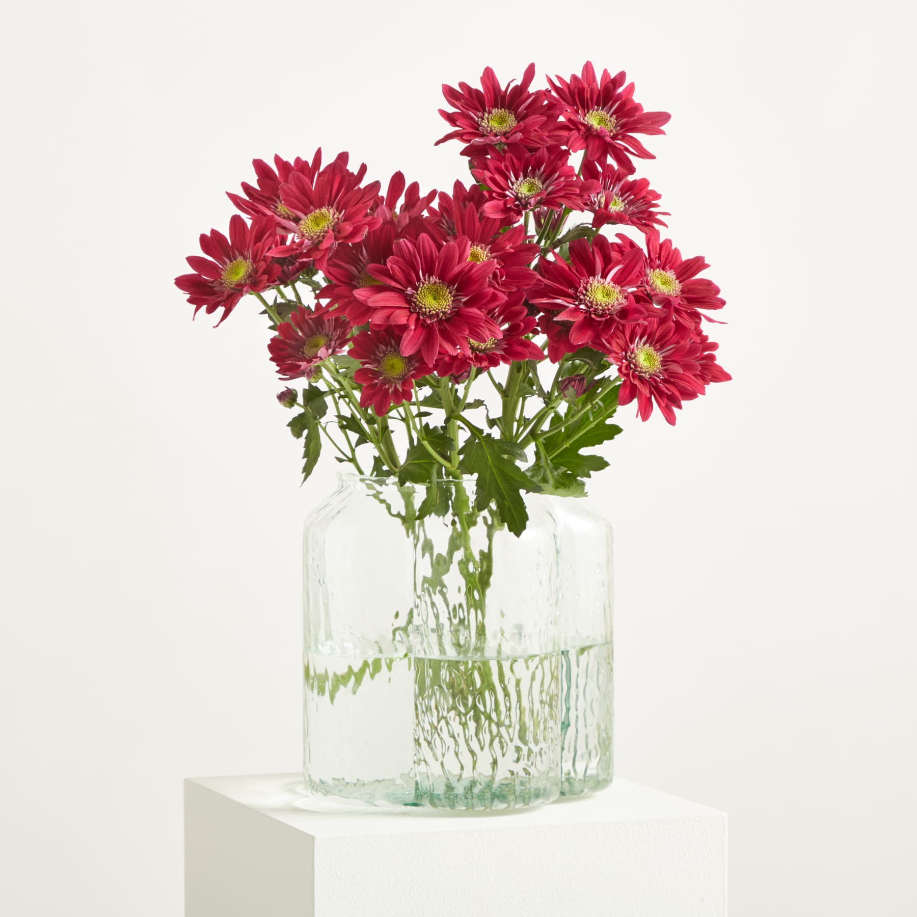 Ein Strauß leuchtend roter Chrysanthemenblüten wird in einer klaren Glasvase vor einem schlichten weißen Hintergrund präsentiert.