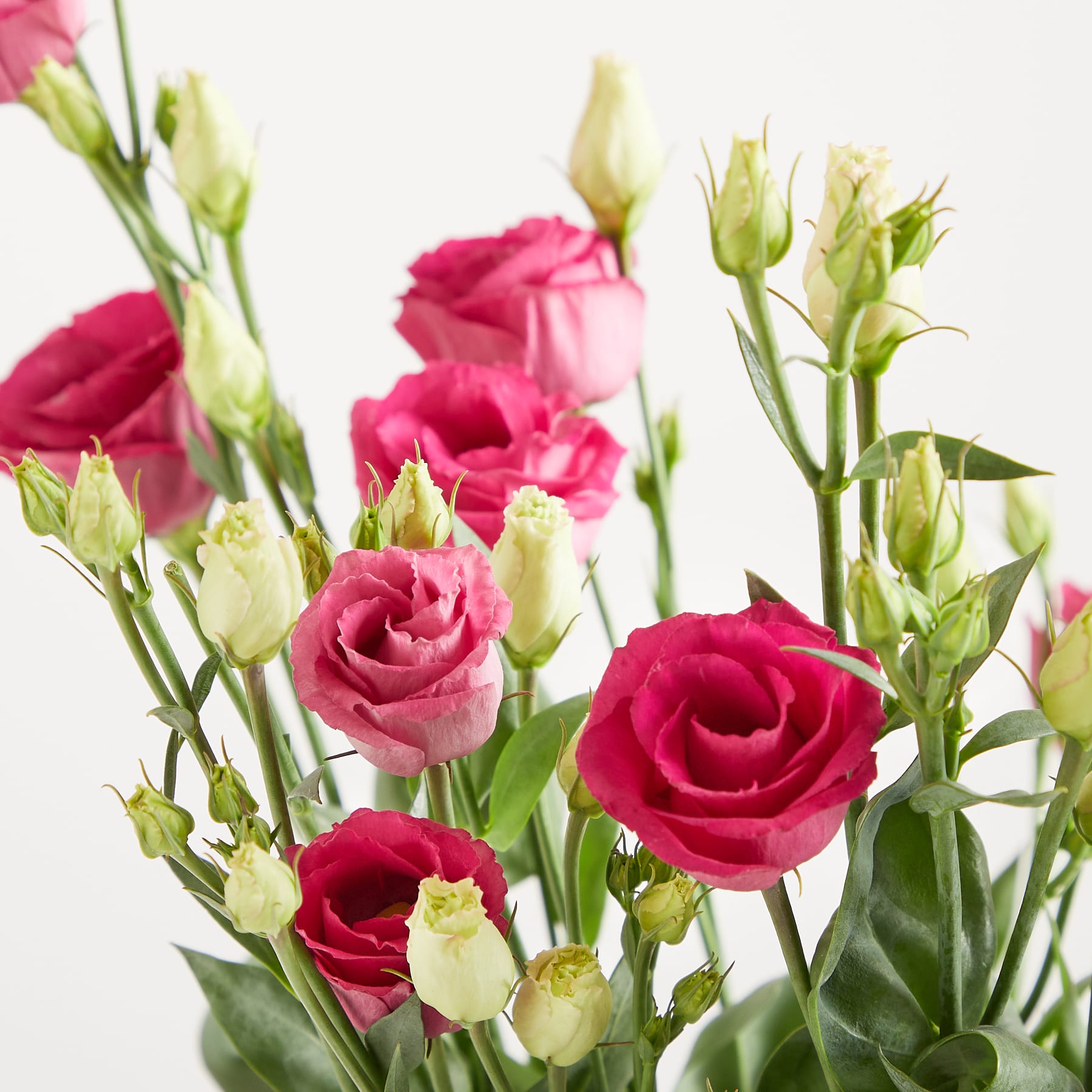 Ein lebendiger Strauß üppiger rosa Rosen mit zarten grünen Blättern und Knospen vor einem schlichten weißen Hintergrund. (Beschreibungstext KI-generiert)
