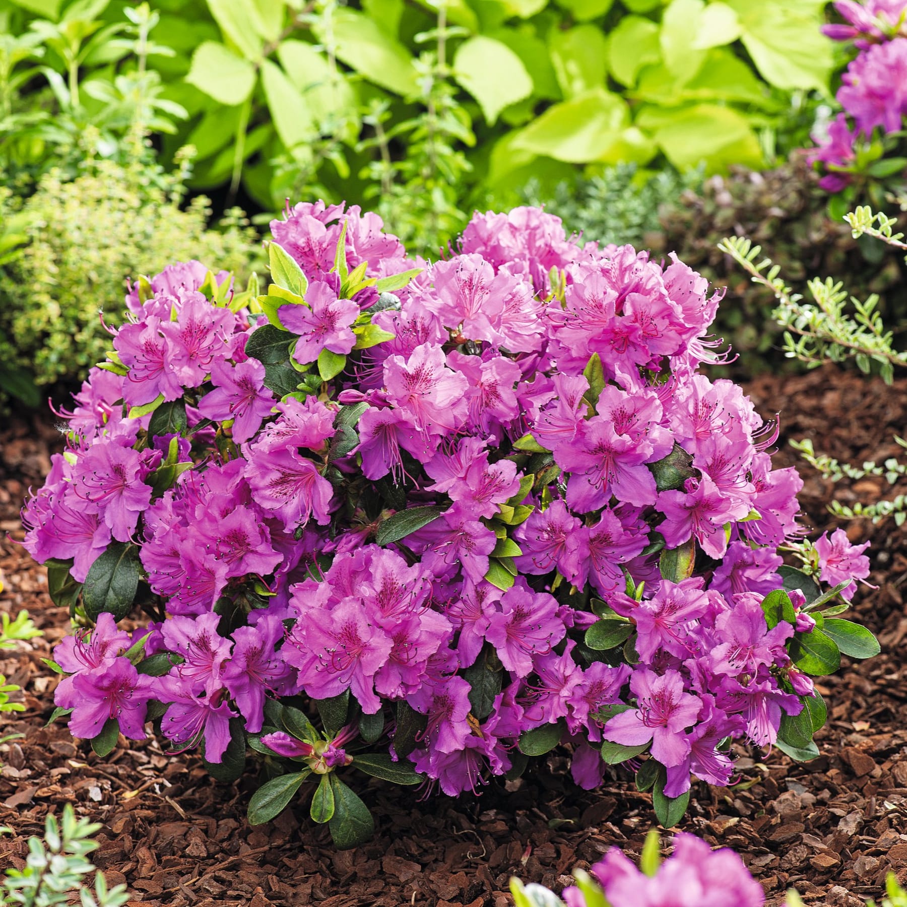 Leuchtend rosa Azaleenblüten blühen inmitten üppiger grüner Blätter in einer gepflegten Gartenumgebung.